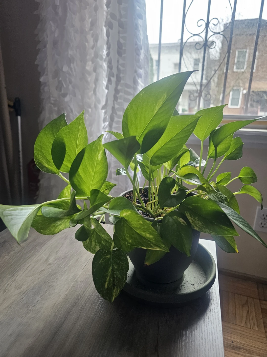 Pothos Plant - photo 2