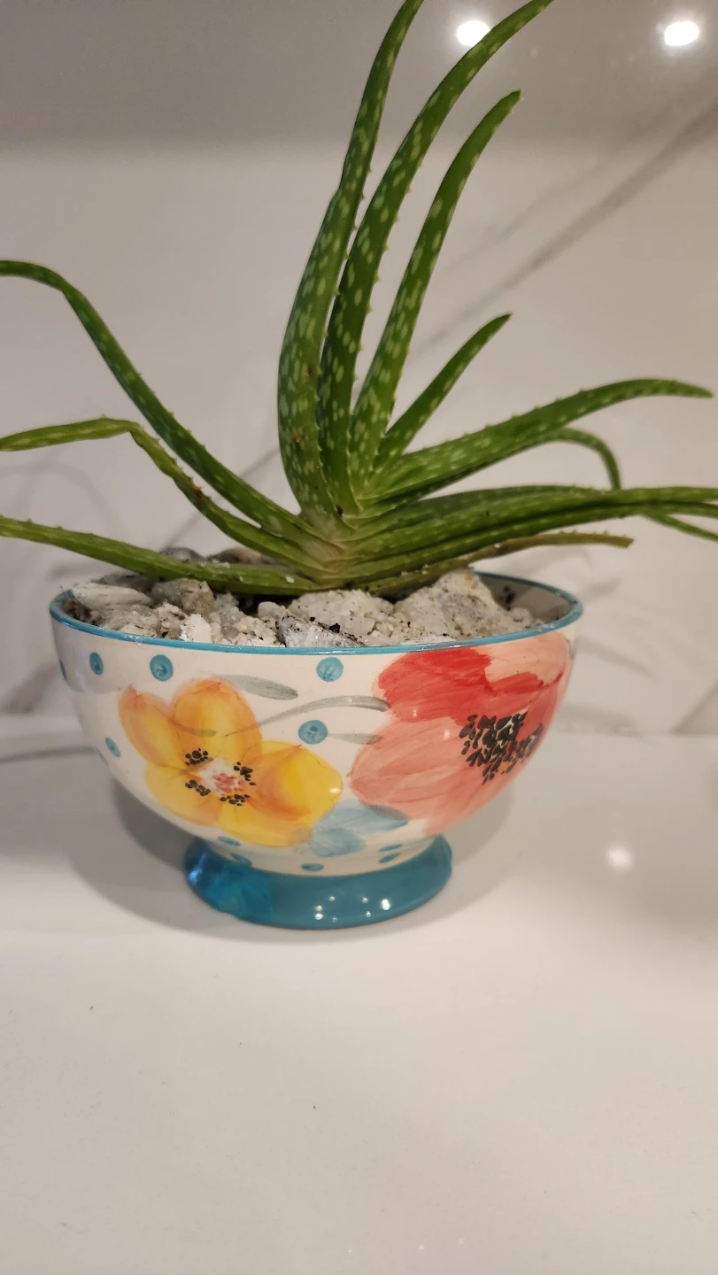 Pioneer woman floral bowl planter with aloe vera plant