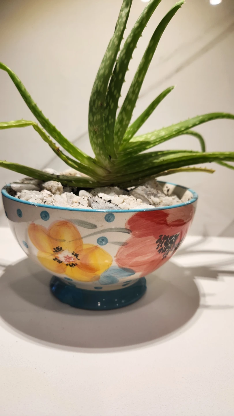 Pioneer woman floral bowl planter with aloe vera plant - photo 3