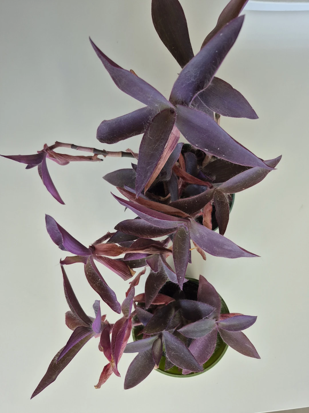 Purple Heart Plant