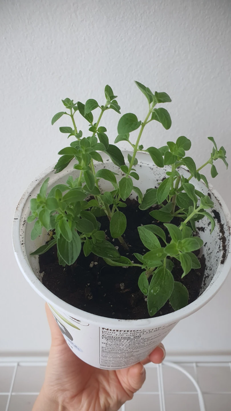 Oregano - photo 2