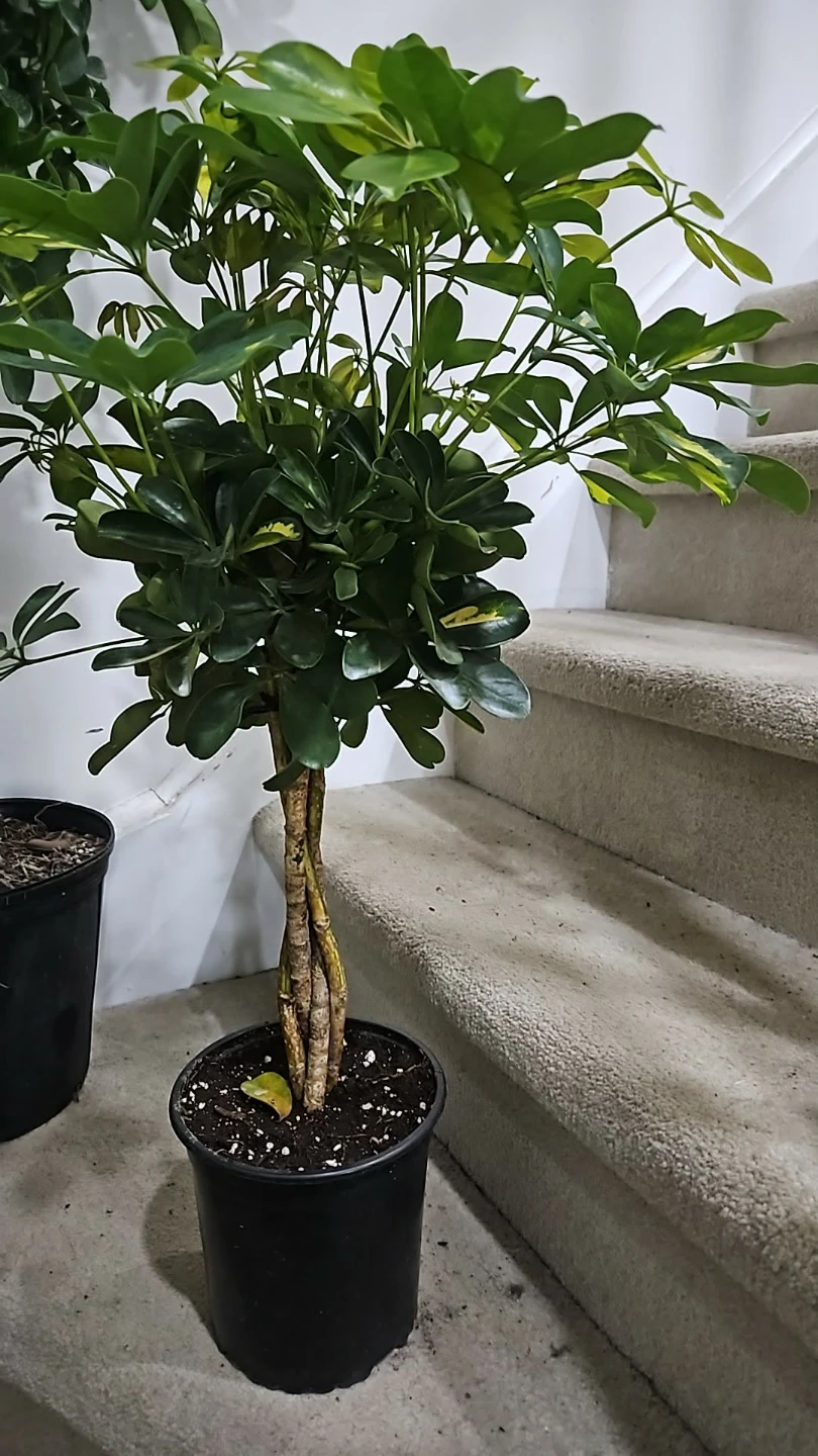 Braided umbrella tree