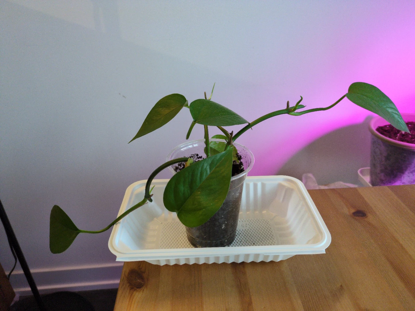 Jade Pothos Plant