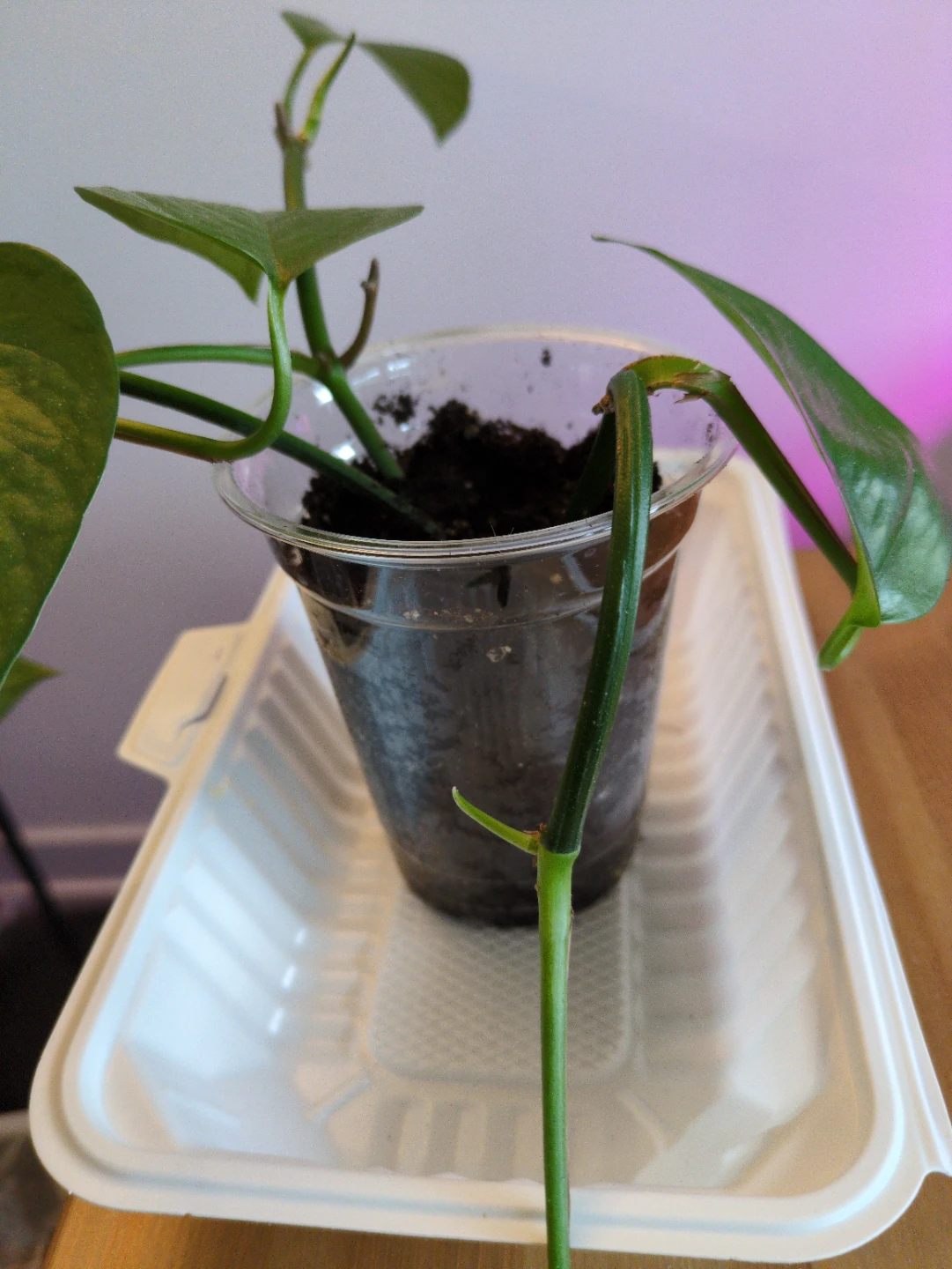 Jade Pothos Plant - photo 2
