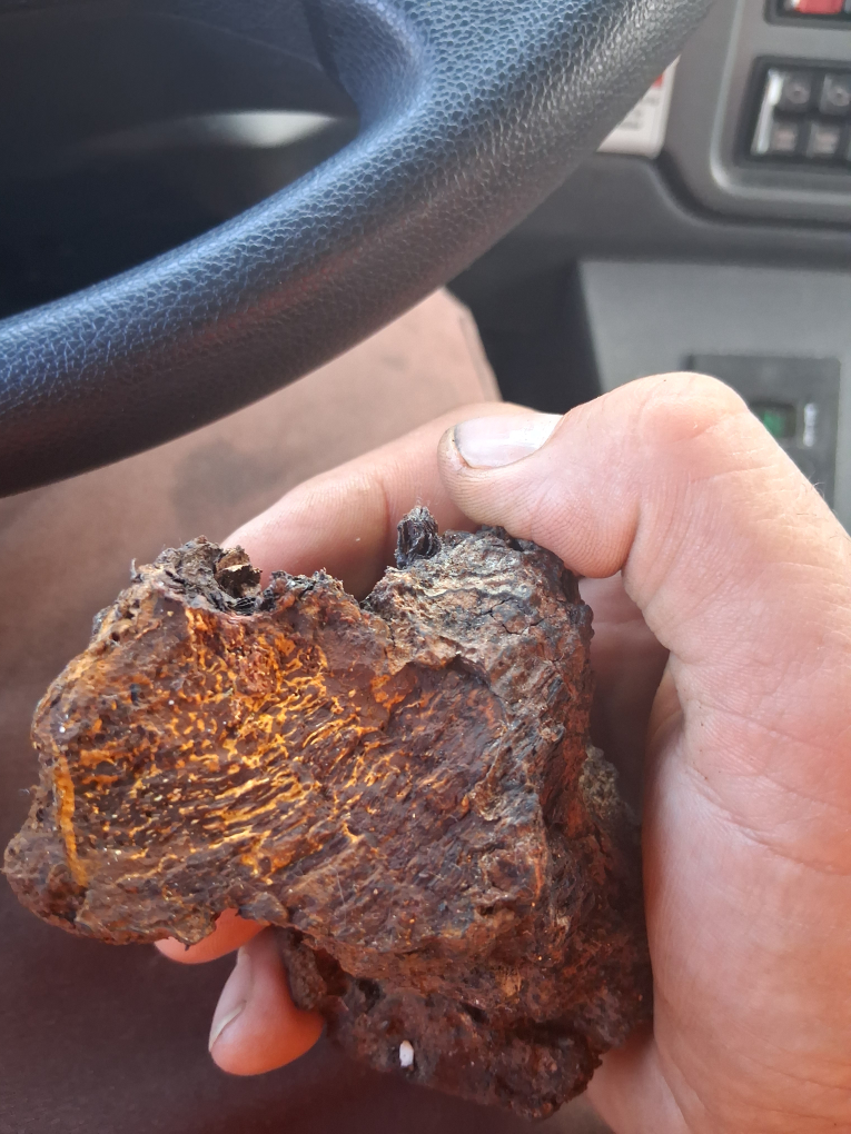 Piece of Chaga Mushroom