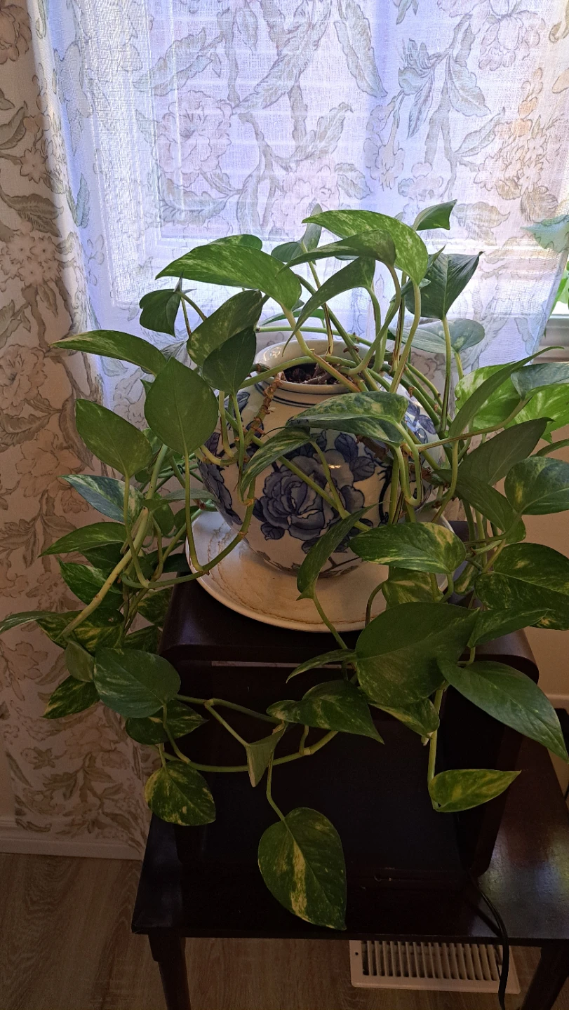 Pothos Plant in Blue & White Floral Pot