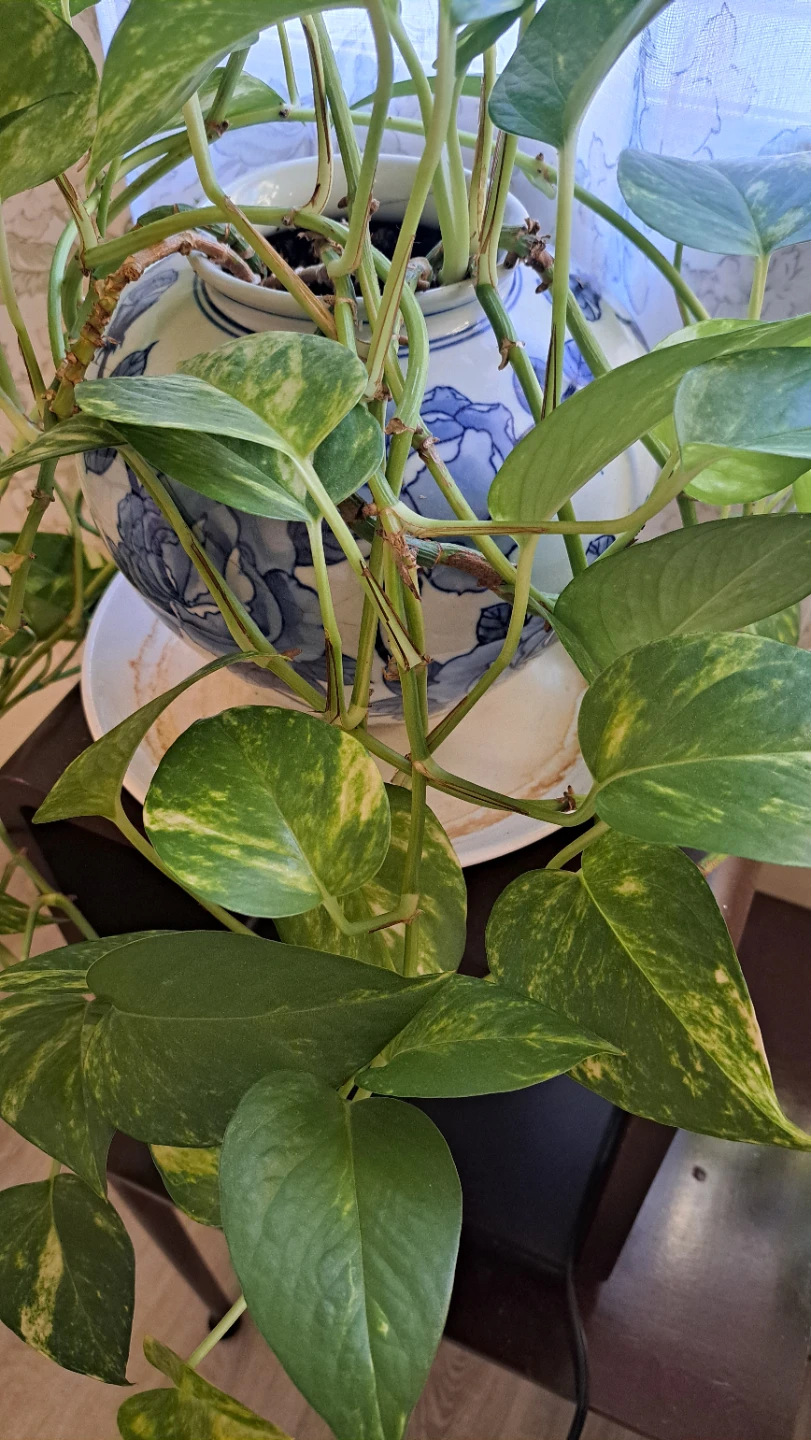 Pothos Plant in Blue & White Floral Pot - photo 2