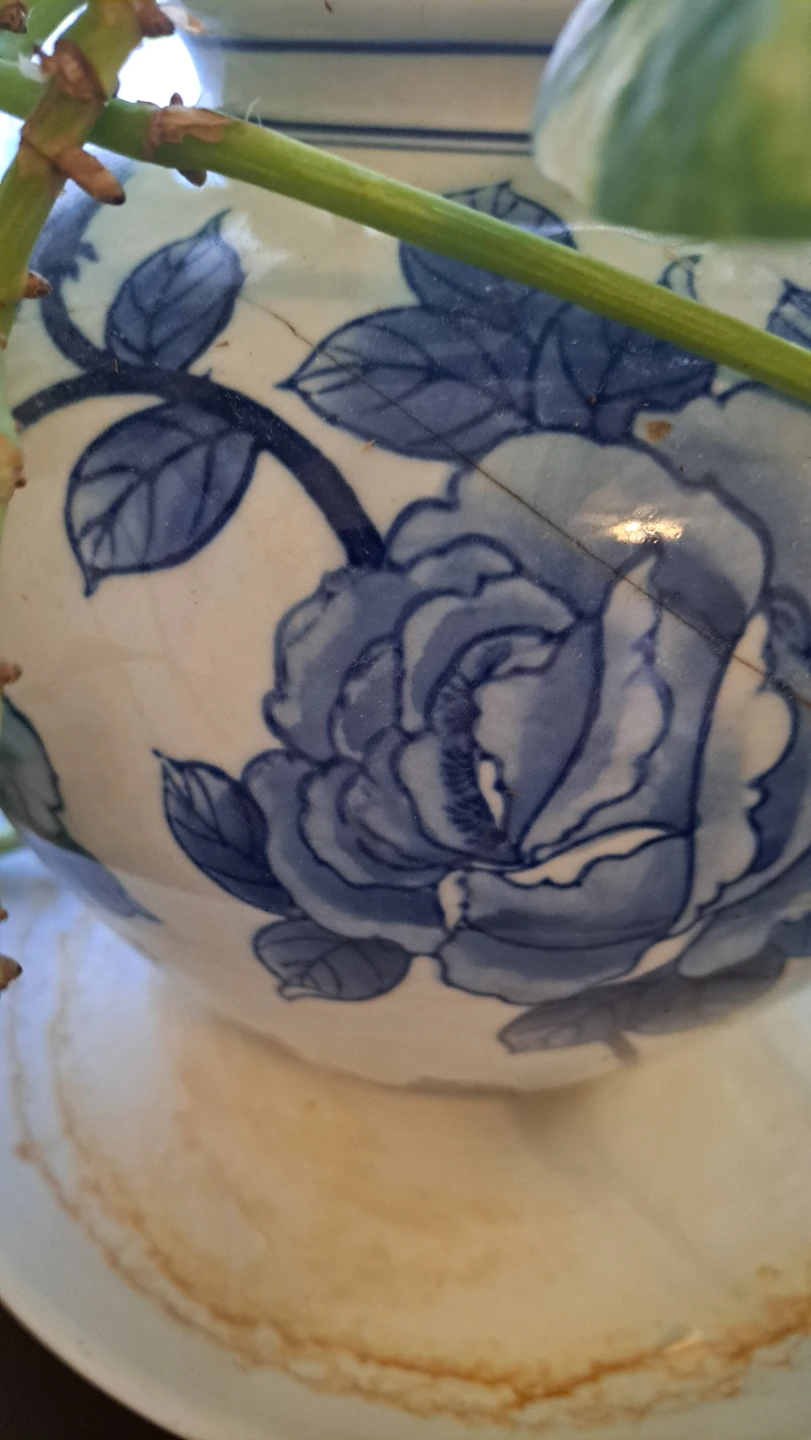 Pothos Plant in Blue & White Floral Pot - photo 3