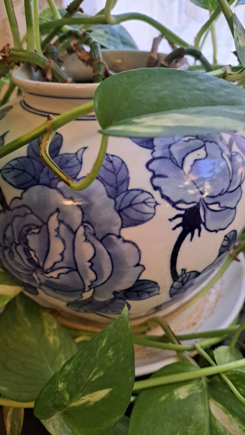 Pothos Plant in Blue & White Floral Pot - photo 4