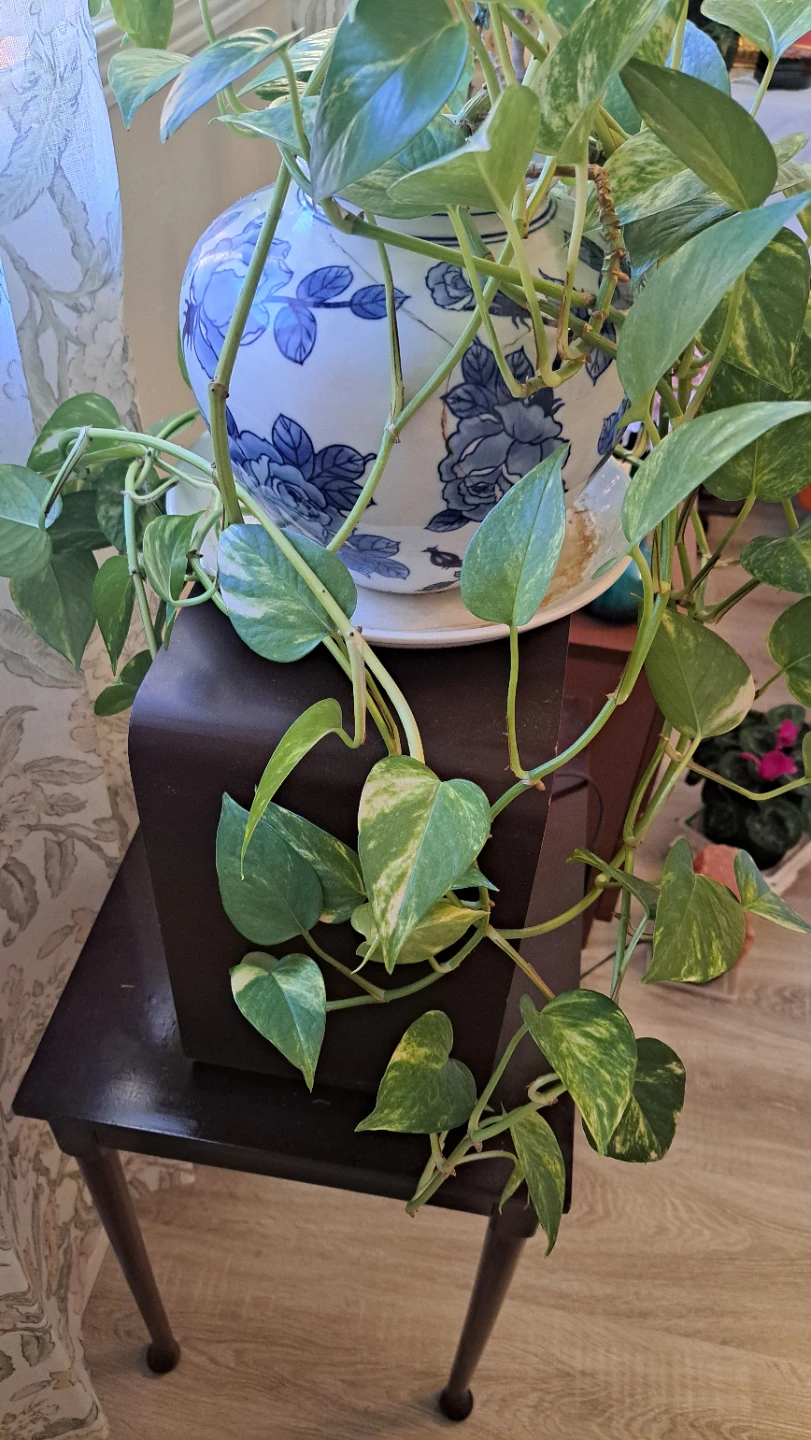 Pothos Plant in Blue & White Floral Pot - photo 5