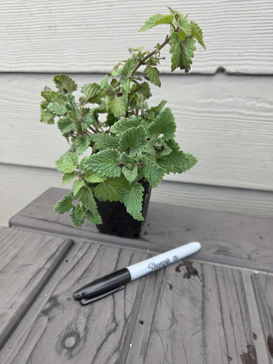 Young Catnip Plant