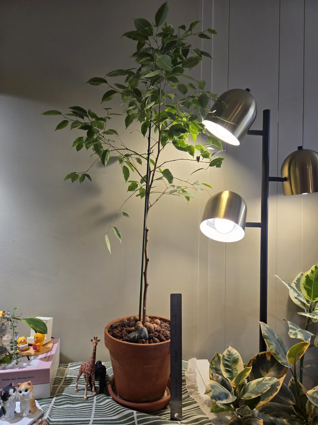 Ficus Tree in Terracotta Pot