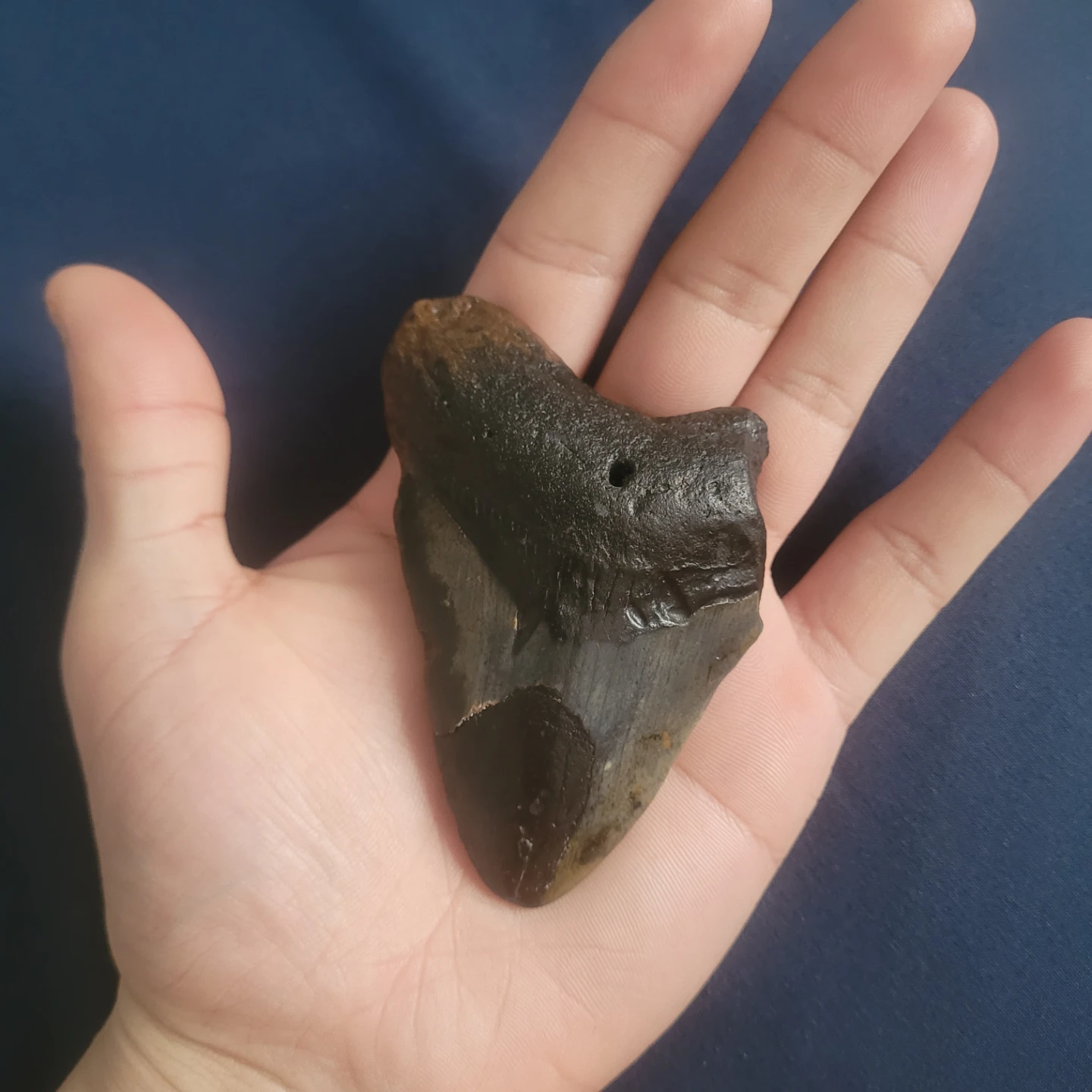 Fossilized Shark Tooth - photo 3