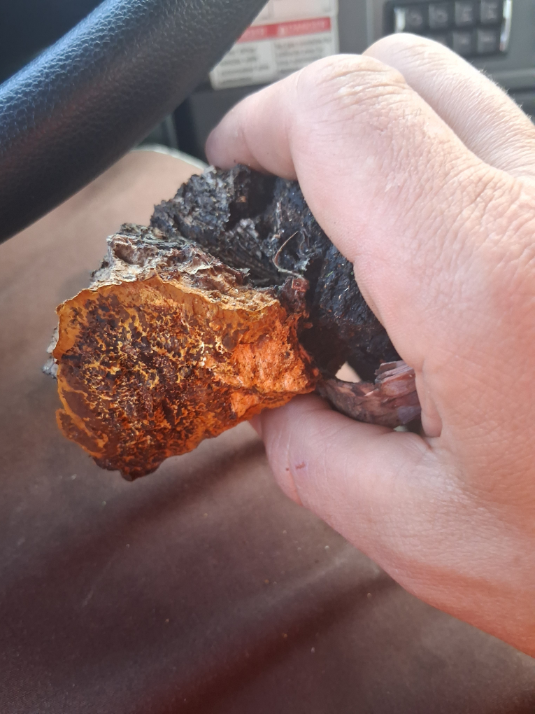 Piece of Chaga Mushroom - photo 3