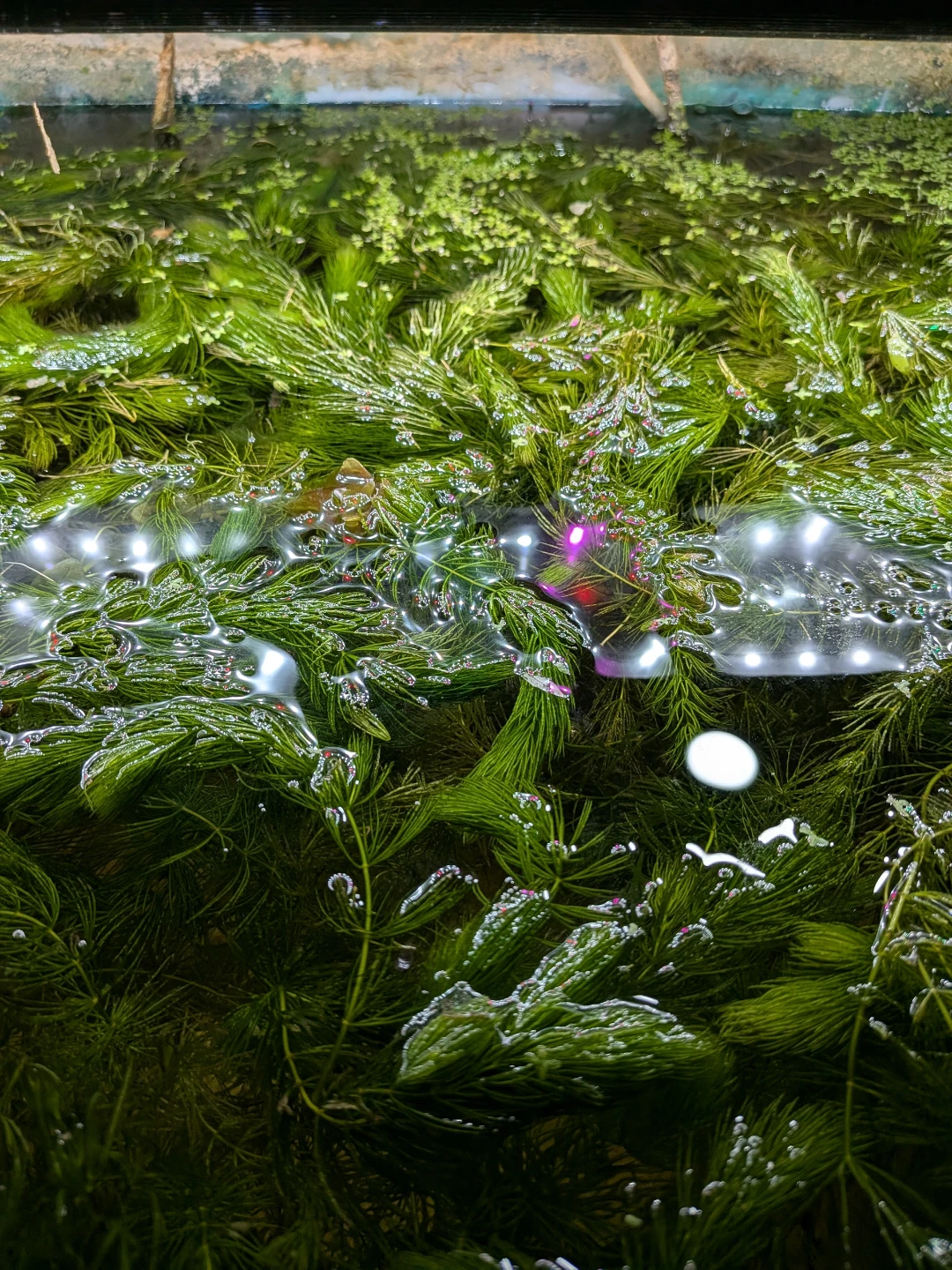 Live Aquarium Plants - Hornwort - photo 2