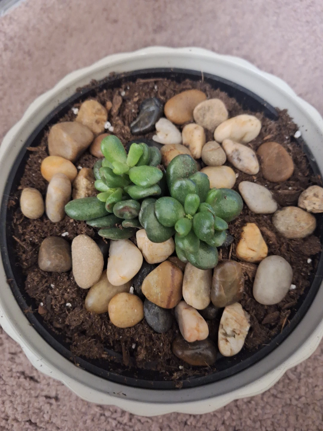 Jade Plant in White Pot