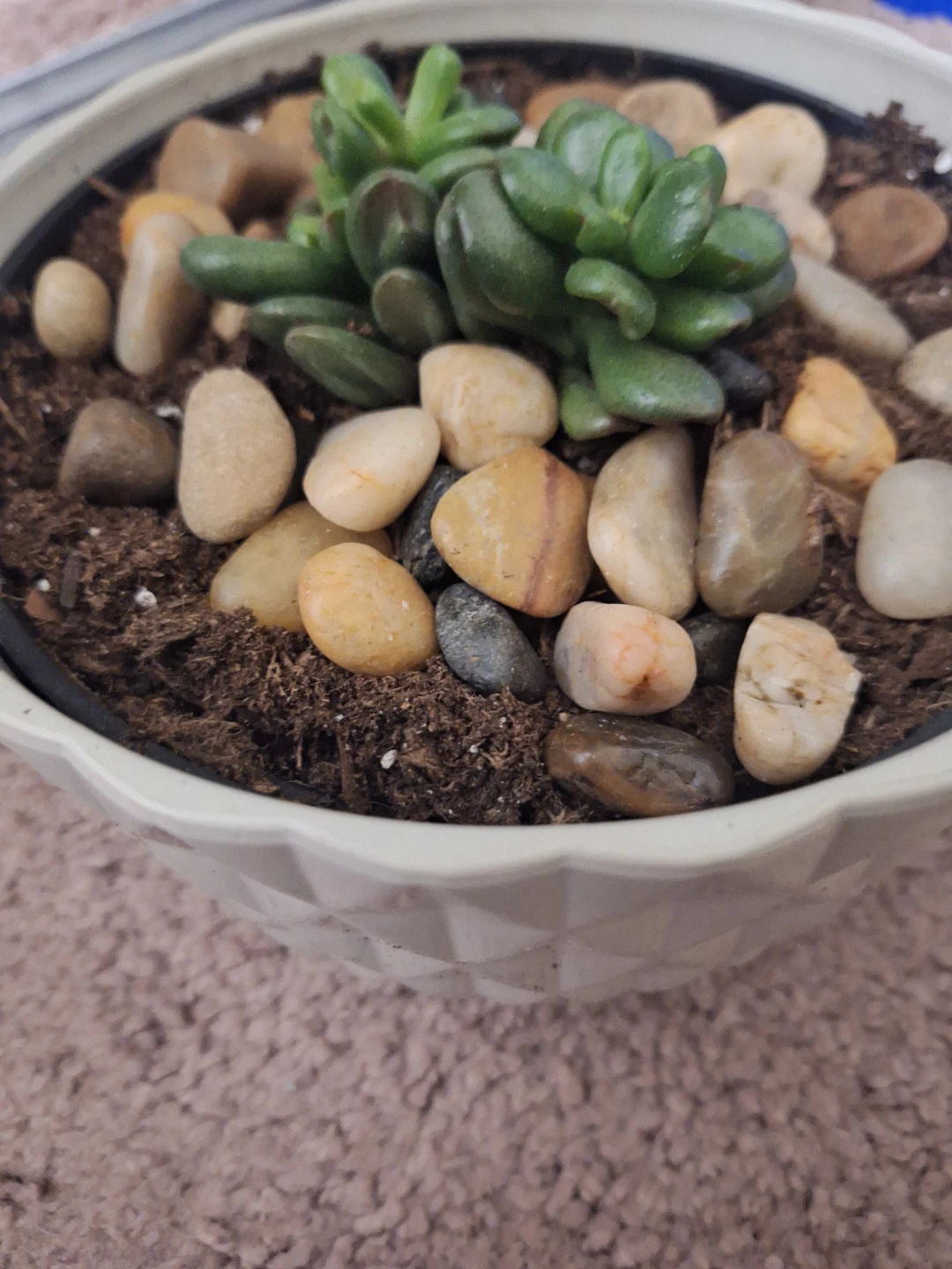 Jade Plant in White Pot - photo 2