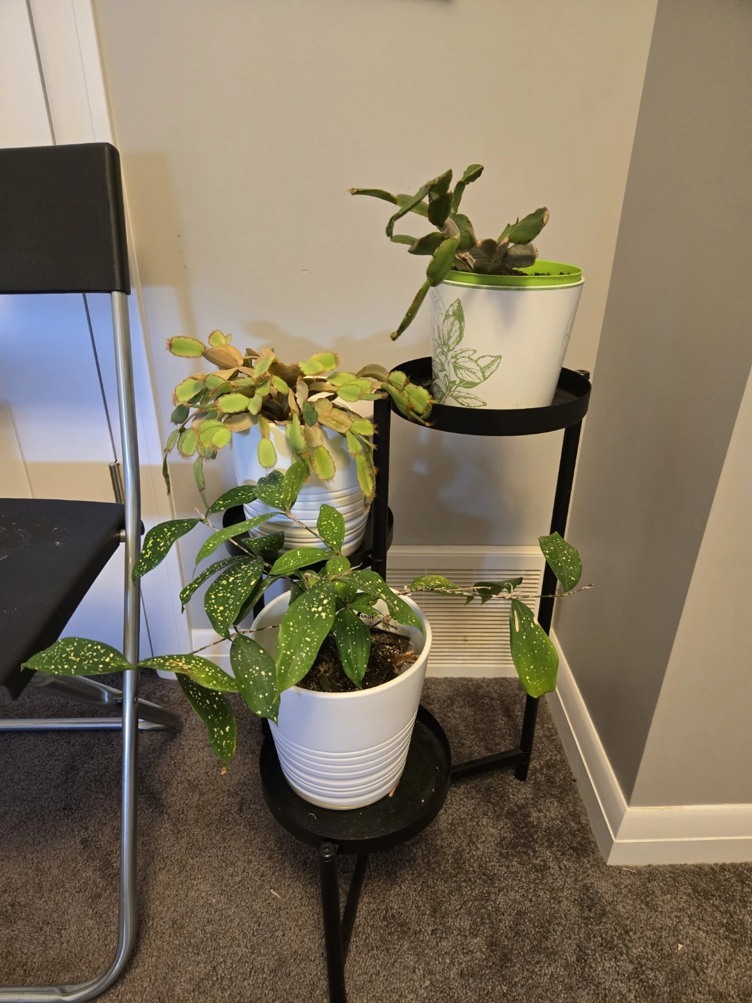 Plants