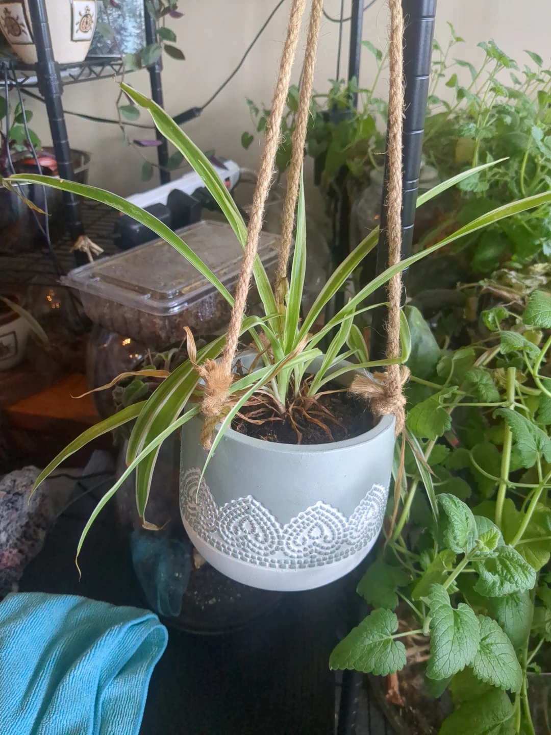 Spider Plant in Decorative Hanging Pot