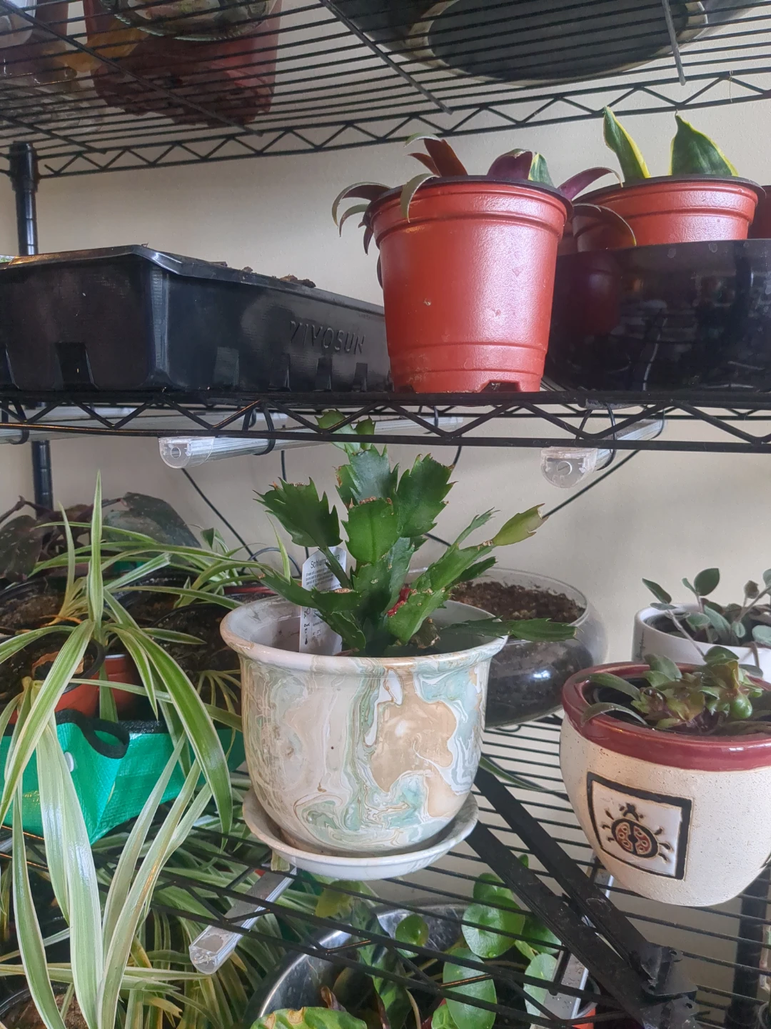 Spider Plant in Decorative Hanging Pot - photo 2