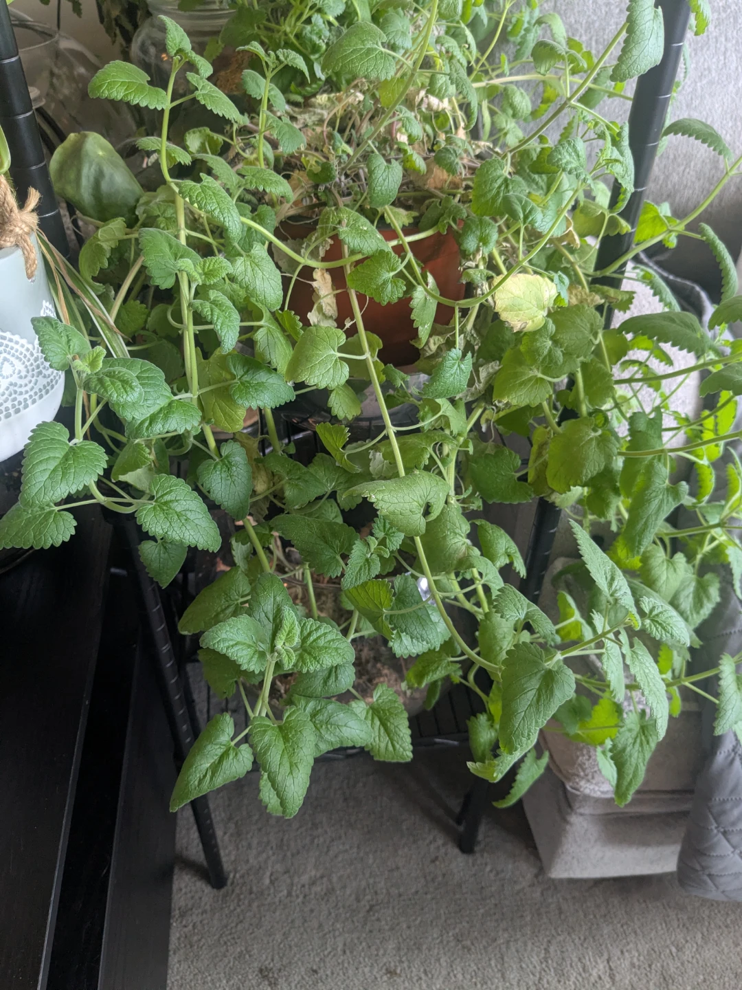 Spider Plant in Decorative Hanging Pot - photo 3