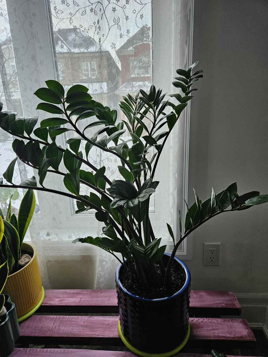 ZZ Plant in Blue Pot - photo 2