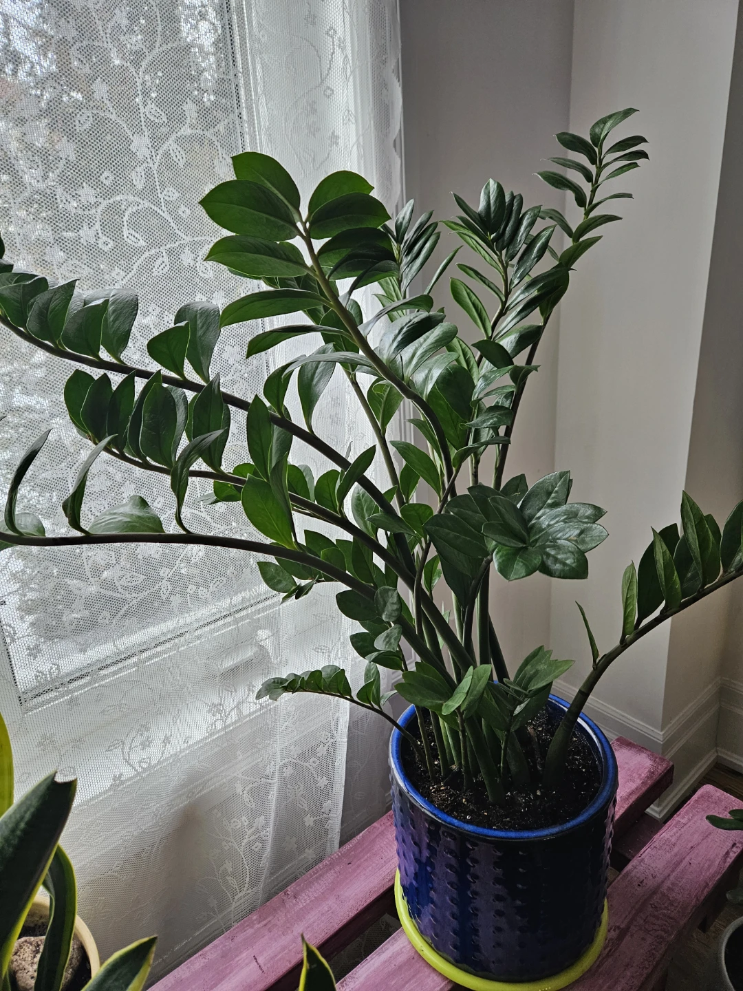 ZZ Plant in Blue Pot - photo 4