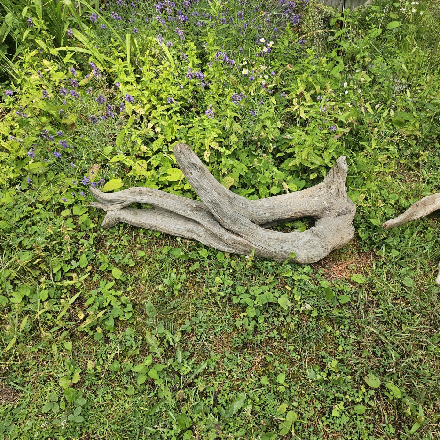 Unique Natural Driftwood Sculpture for Decor - photo 5