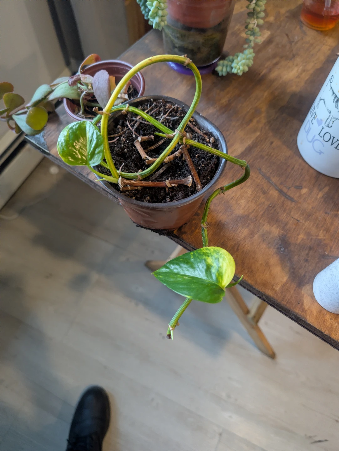 Pothos Plant - photo 2