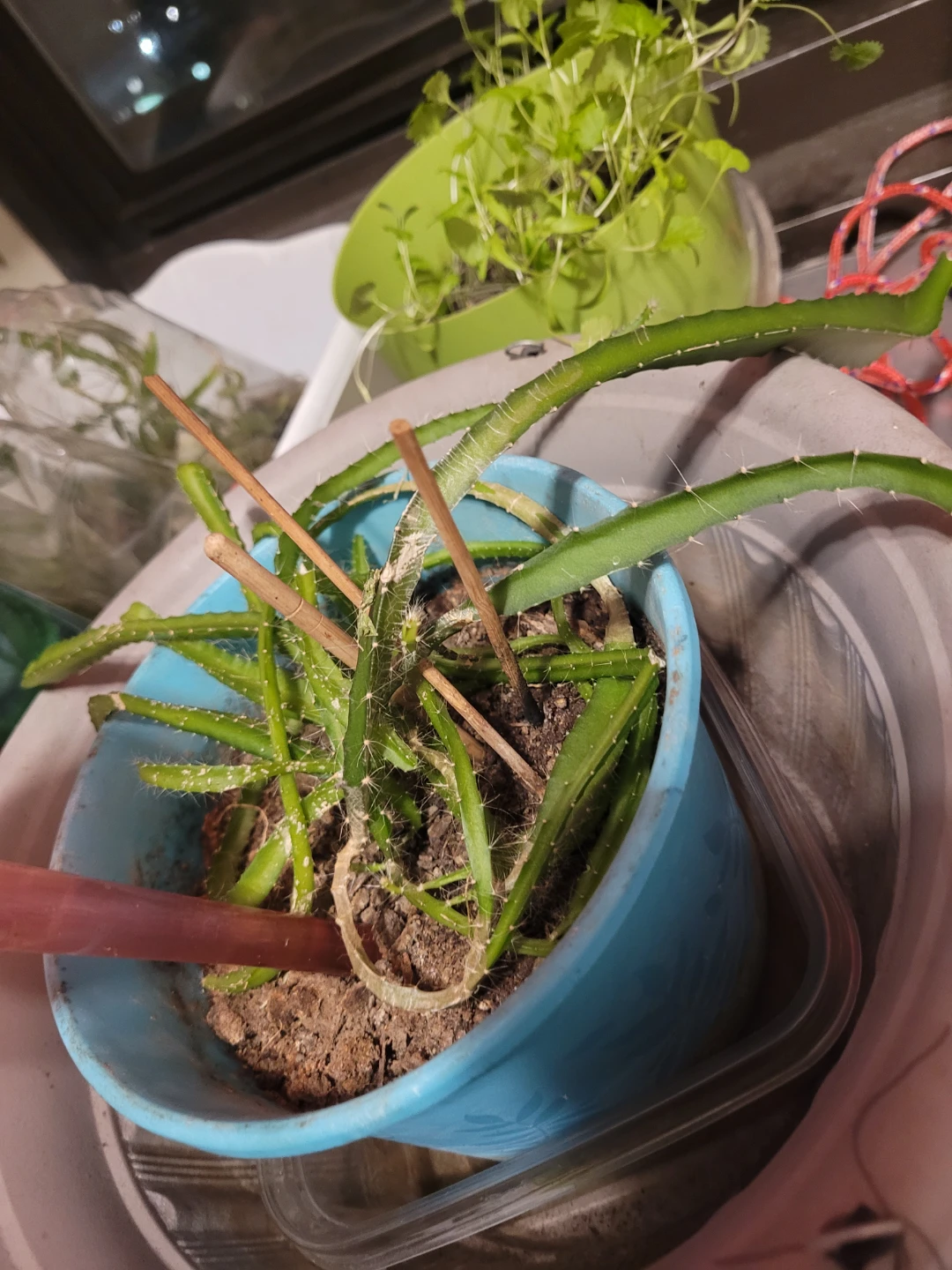 Dragon Fruit Cactus Plant Cutting