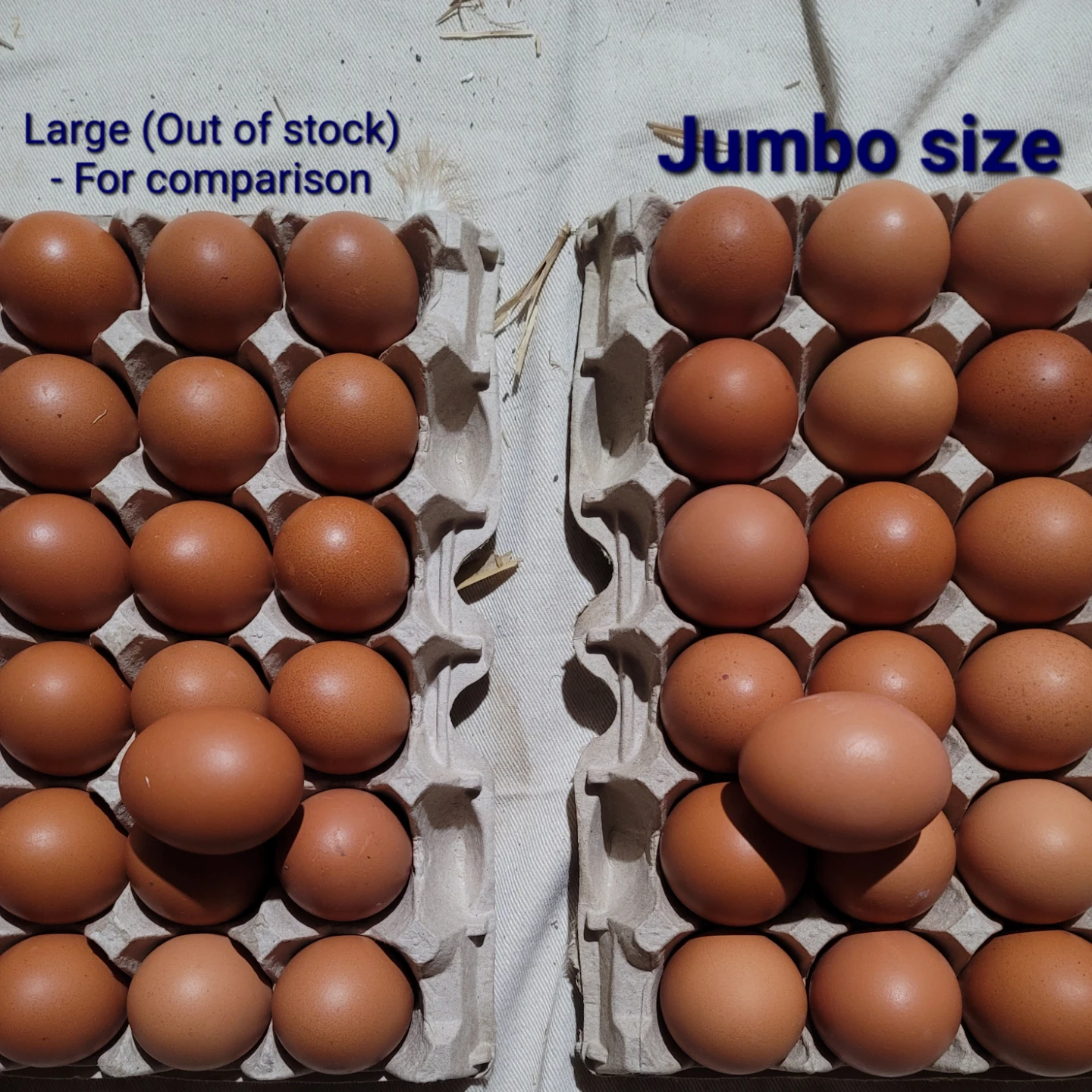 Jumbo Brown Eggs - photo 2