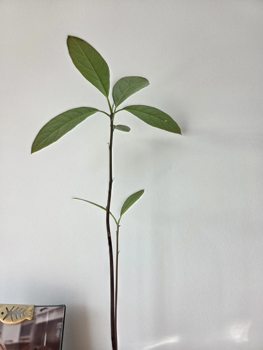 Avocado Plant organic in Pot 14 inches tall
