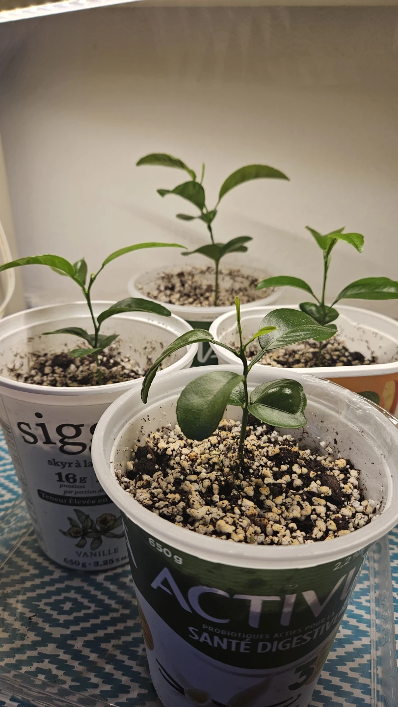 Mandarin Orange Seedlings