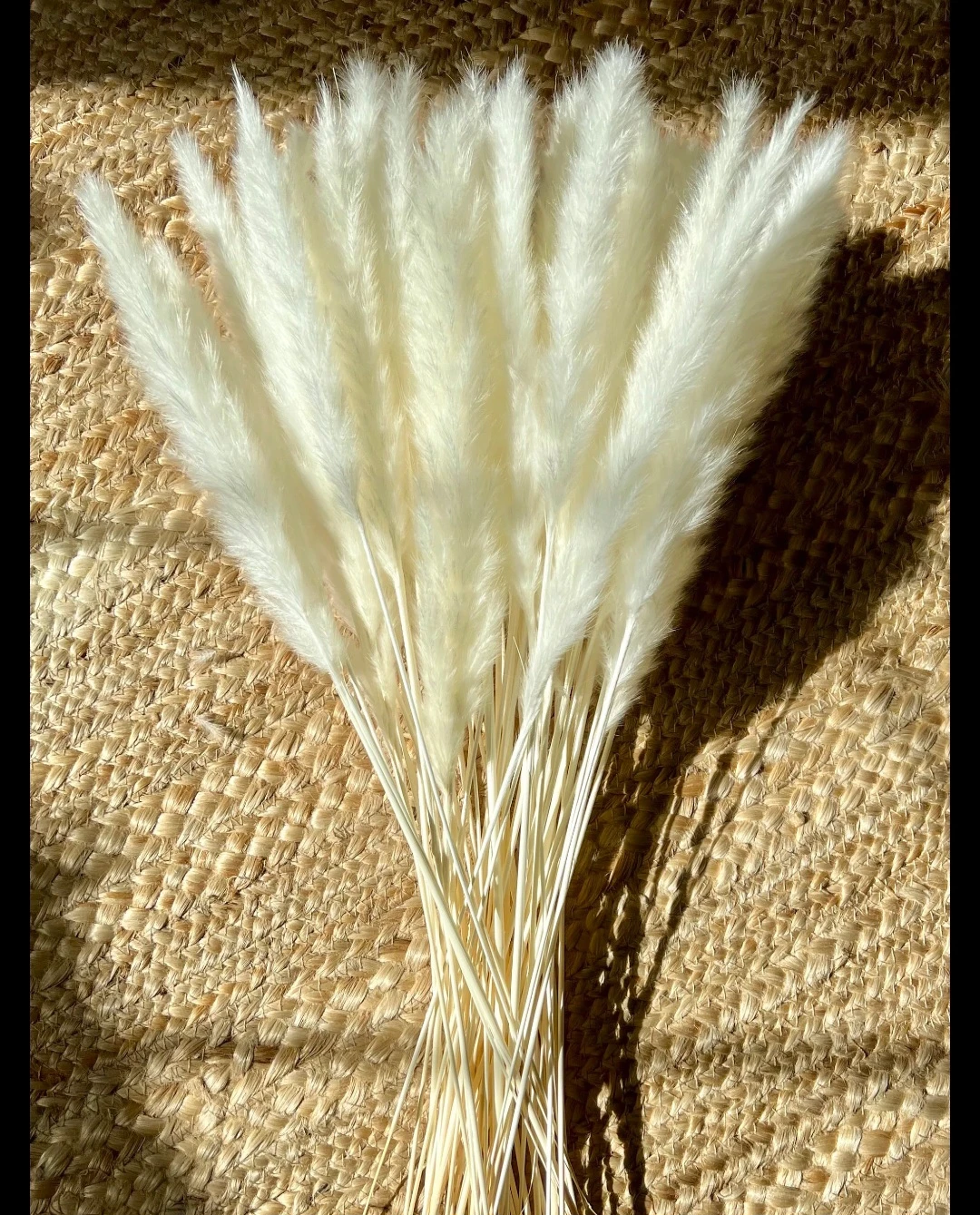 Dried Pampas Grass Stems (Set of 15)