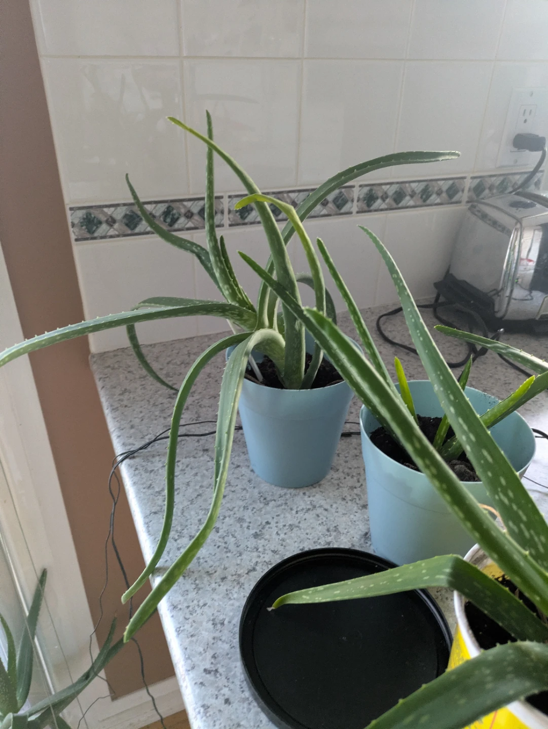 Aloe Vera Plants - photo 5
