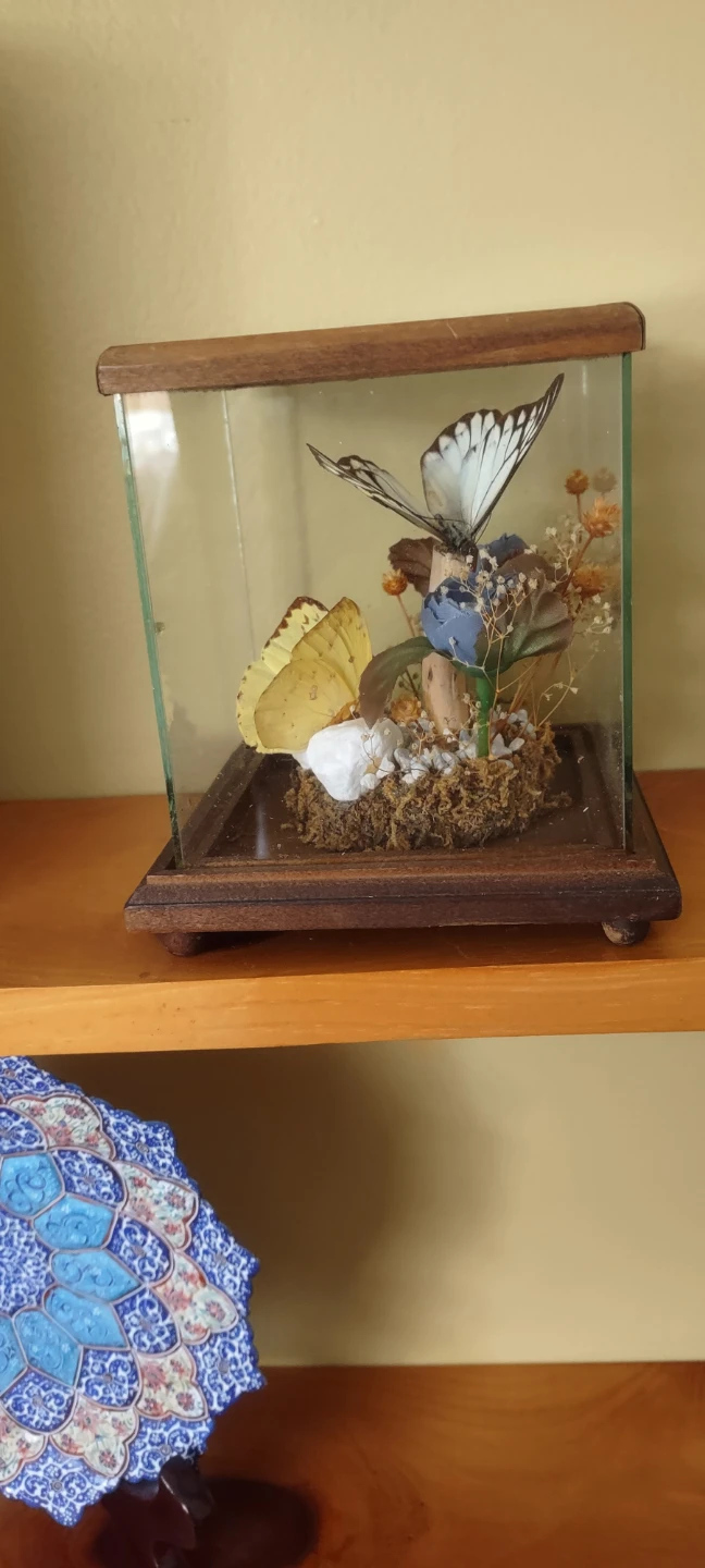 Taxidermy Butterfly Display Case - photo 2