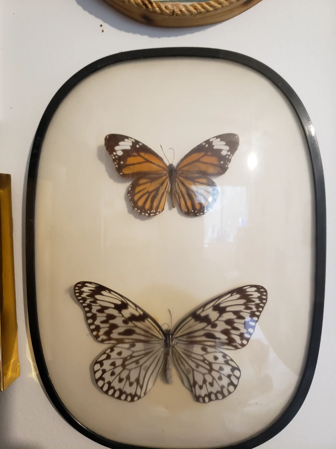 Framed Real Butterflies