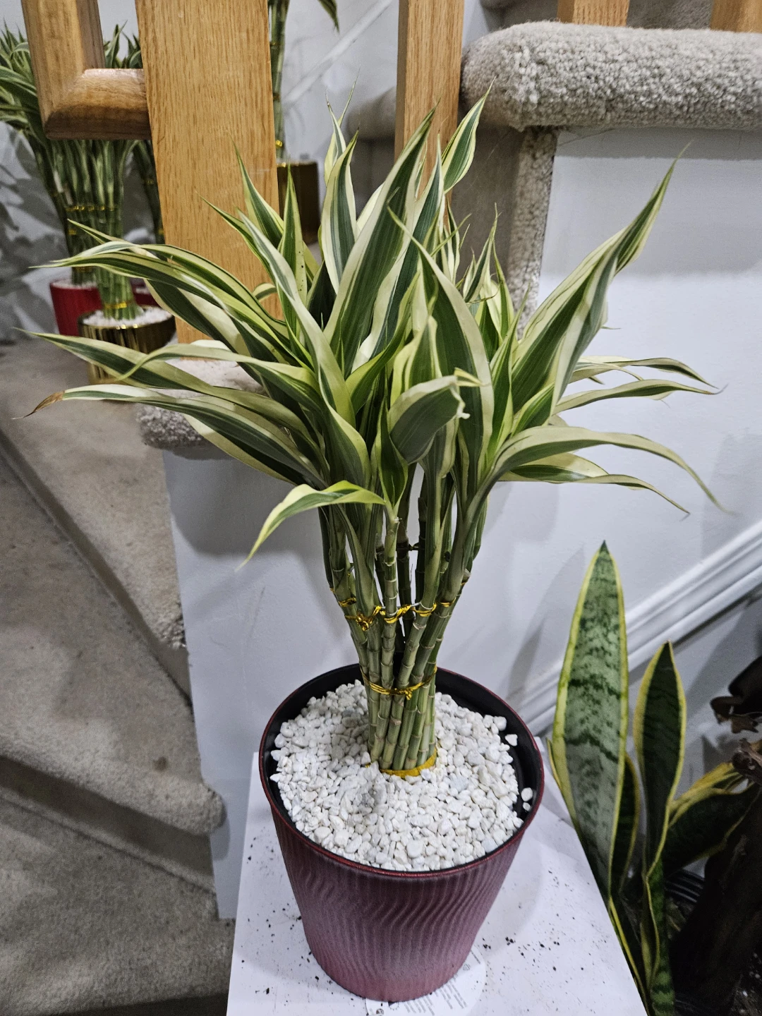 Lucky Bamboo Plant
