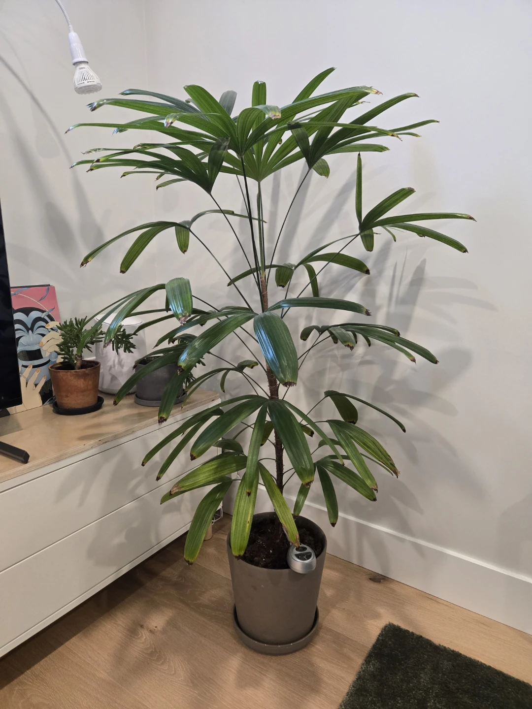 Lady palm large tropical plant in pot - photo 2
