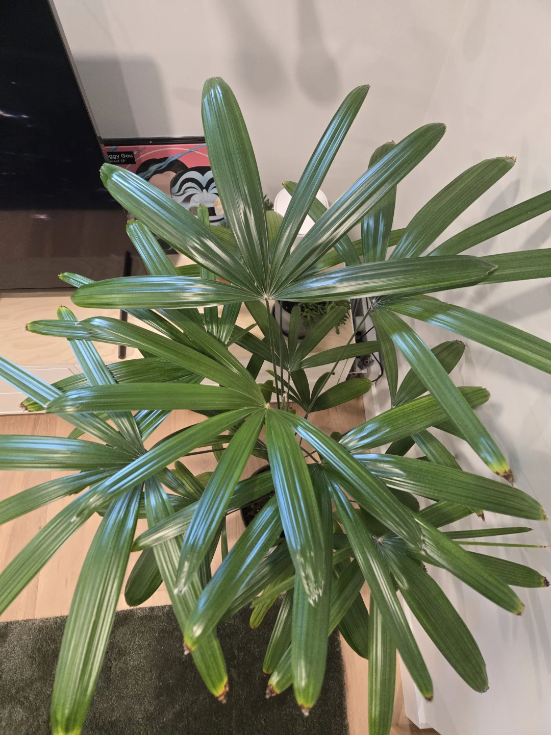 Lady palm large tropical plant in pot - photo 3