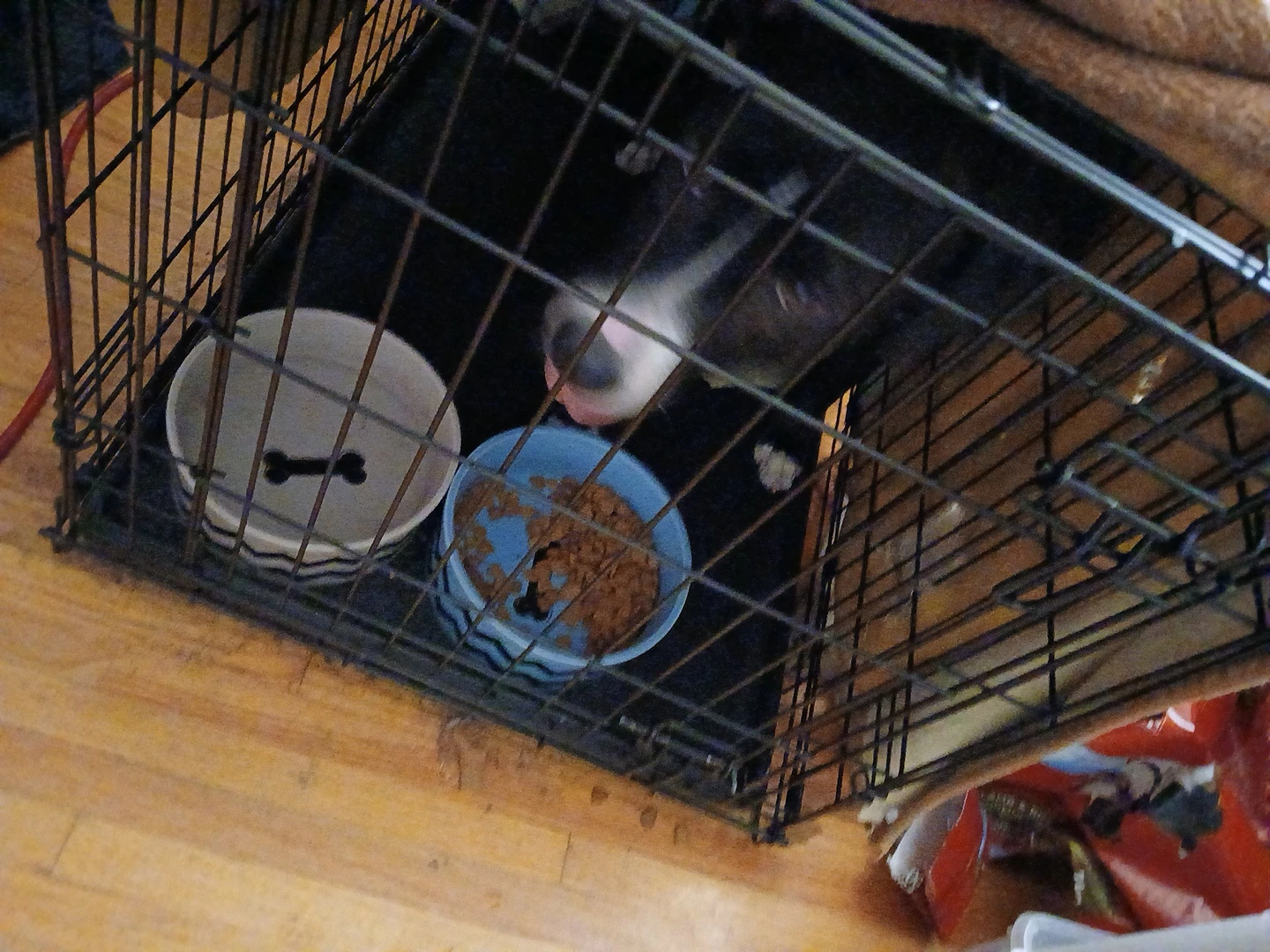 Dog Crate foldable