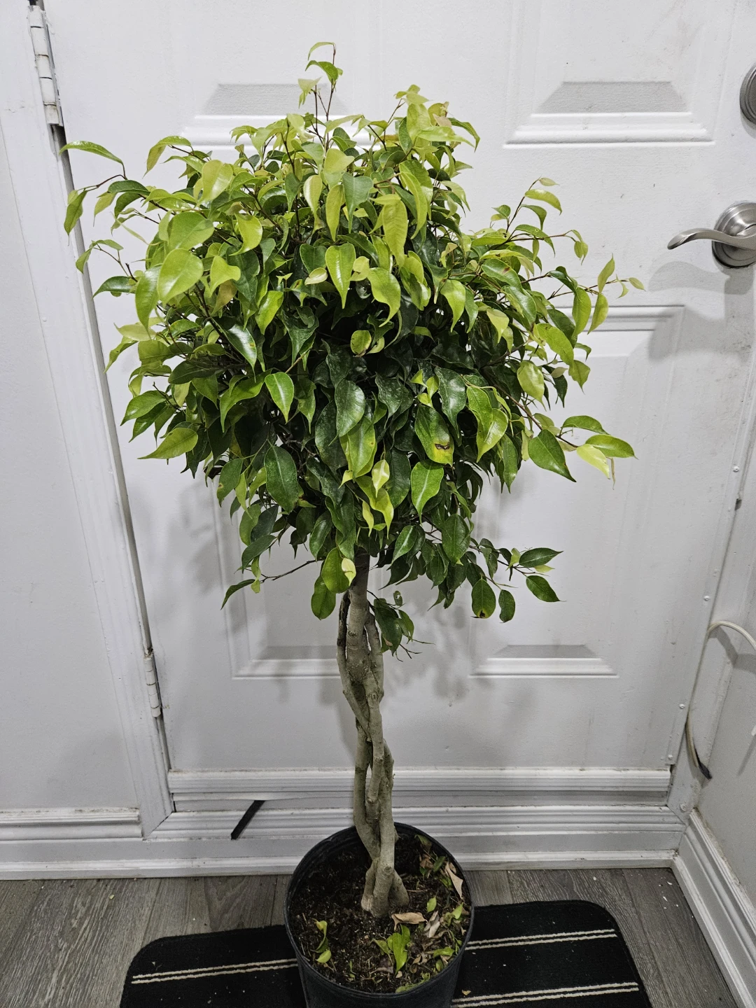 Braided Ficus Tree - photo 2