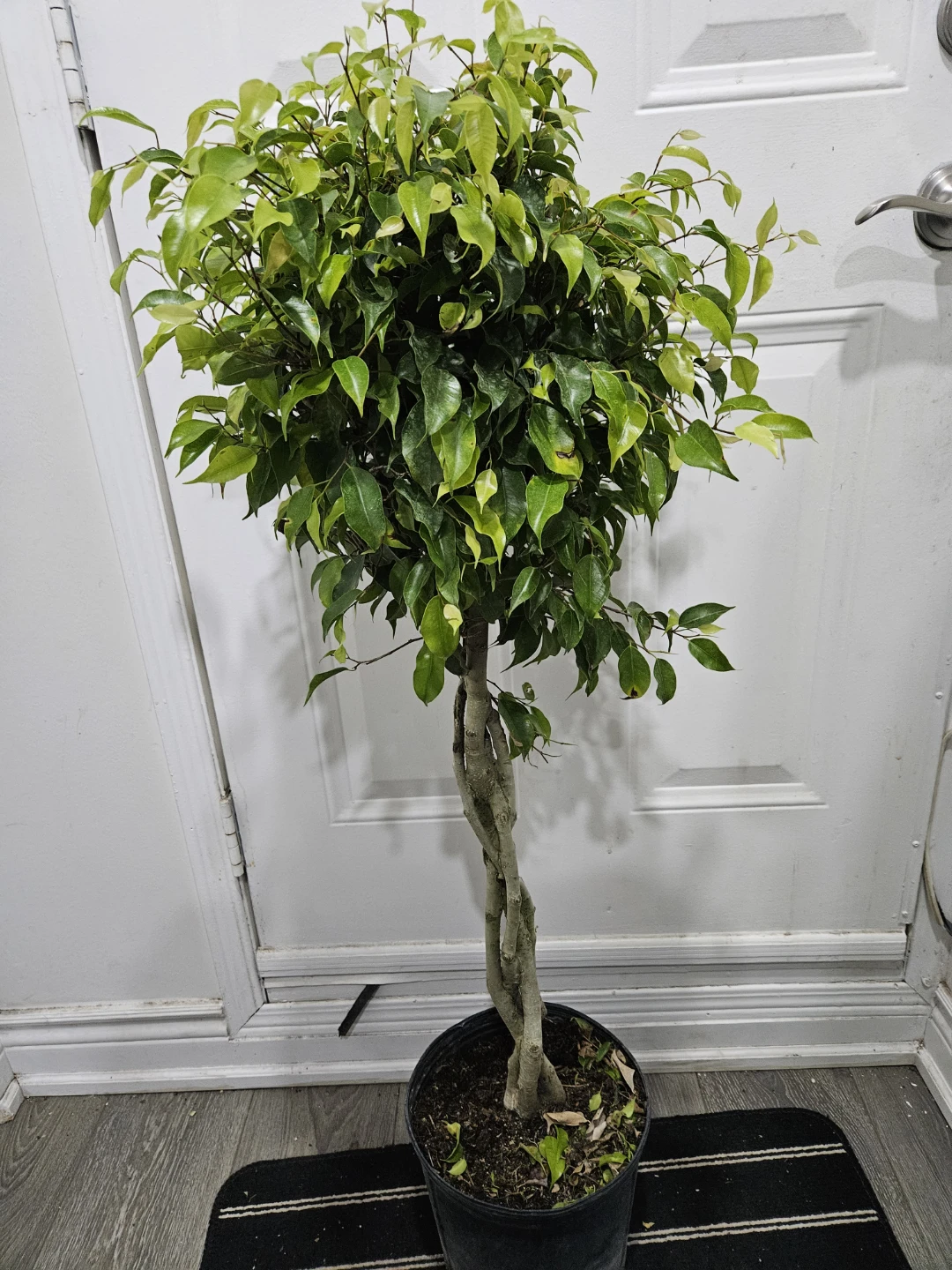 Braided Ficus Tree - photo 3