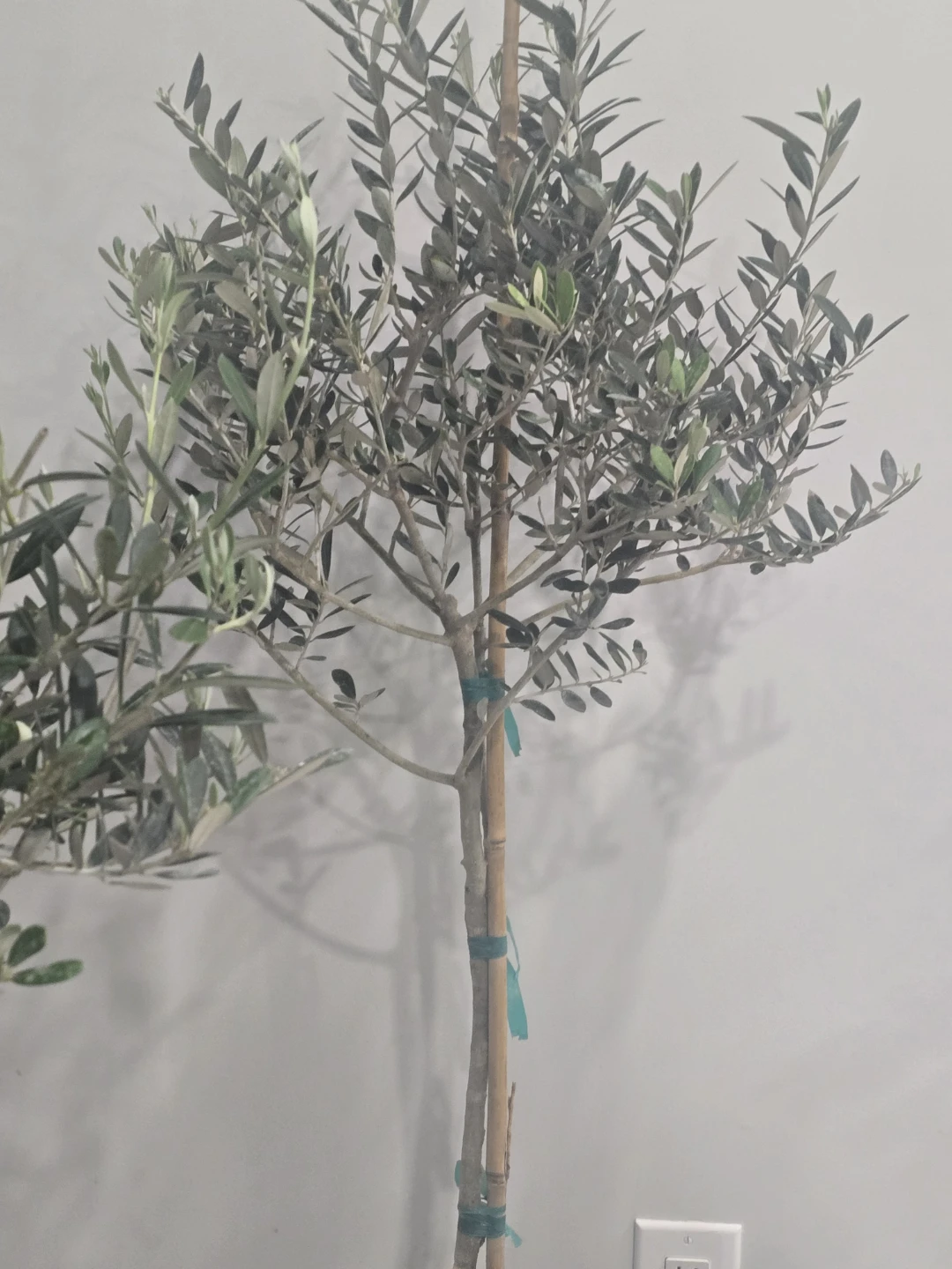 Olive Tree 10"pot