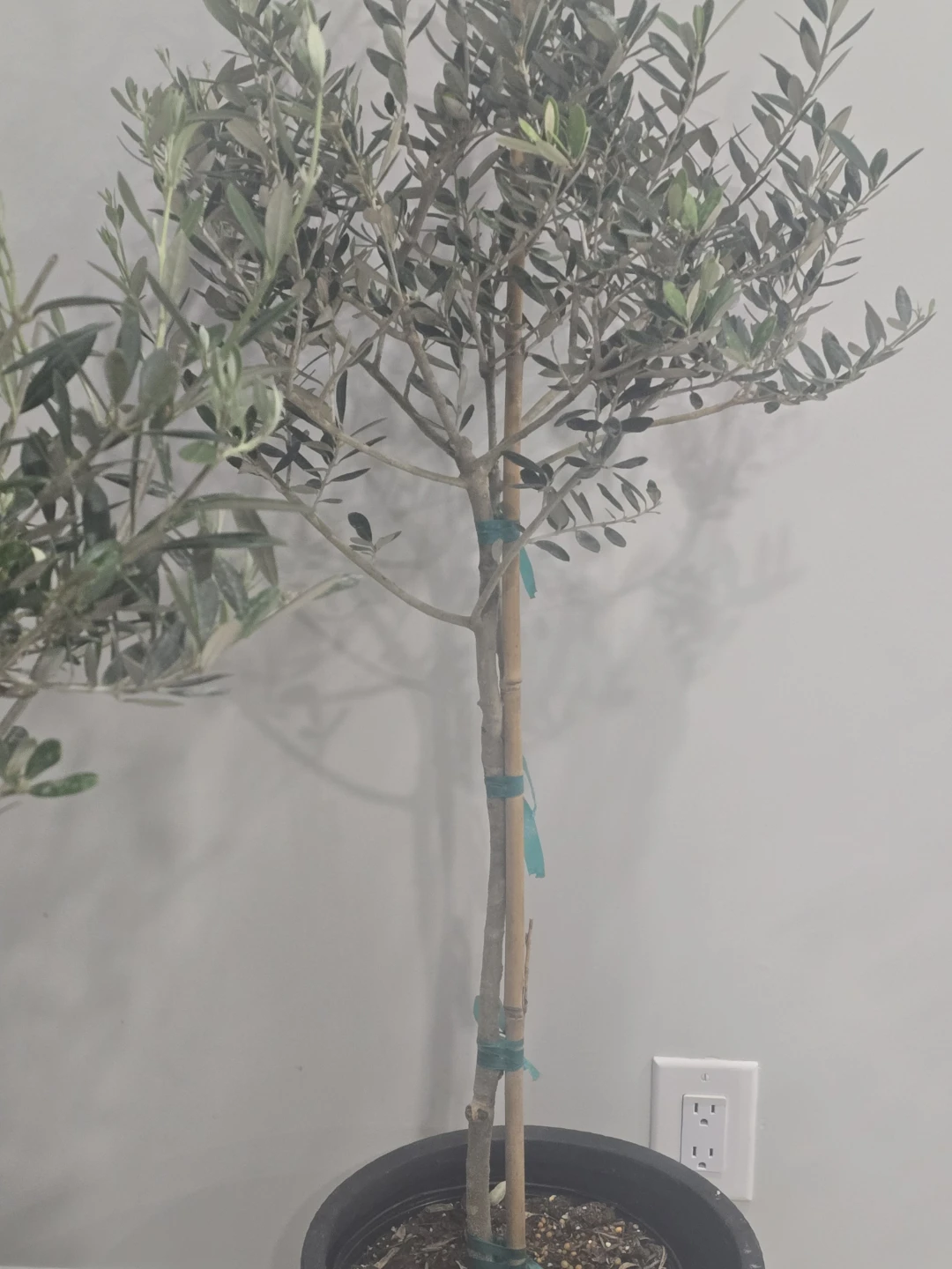 Olive Tree 10"pot - photo 2