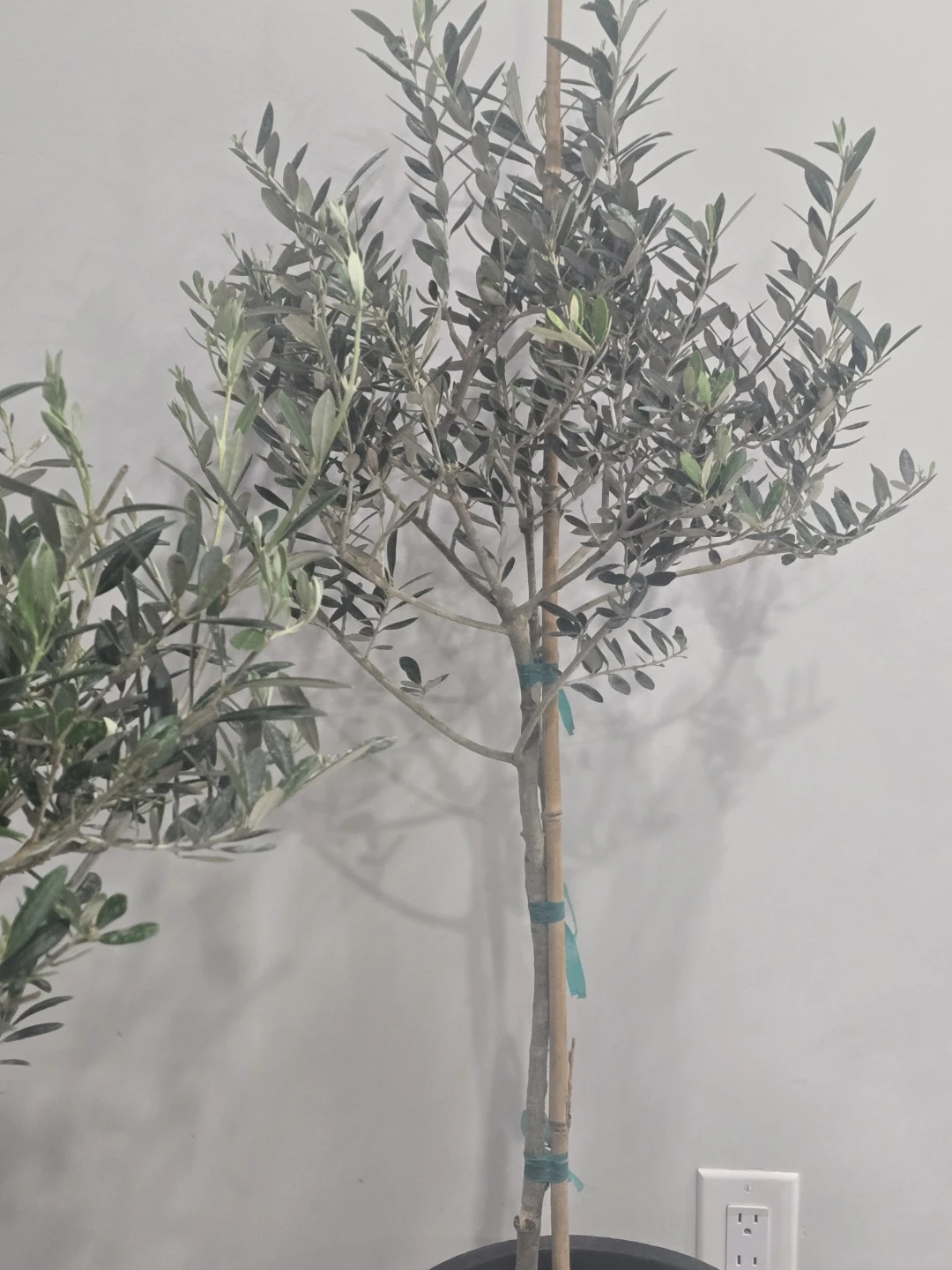 Olive Tree 10"pot - photo 3