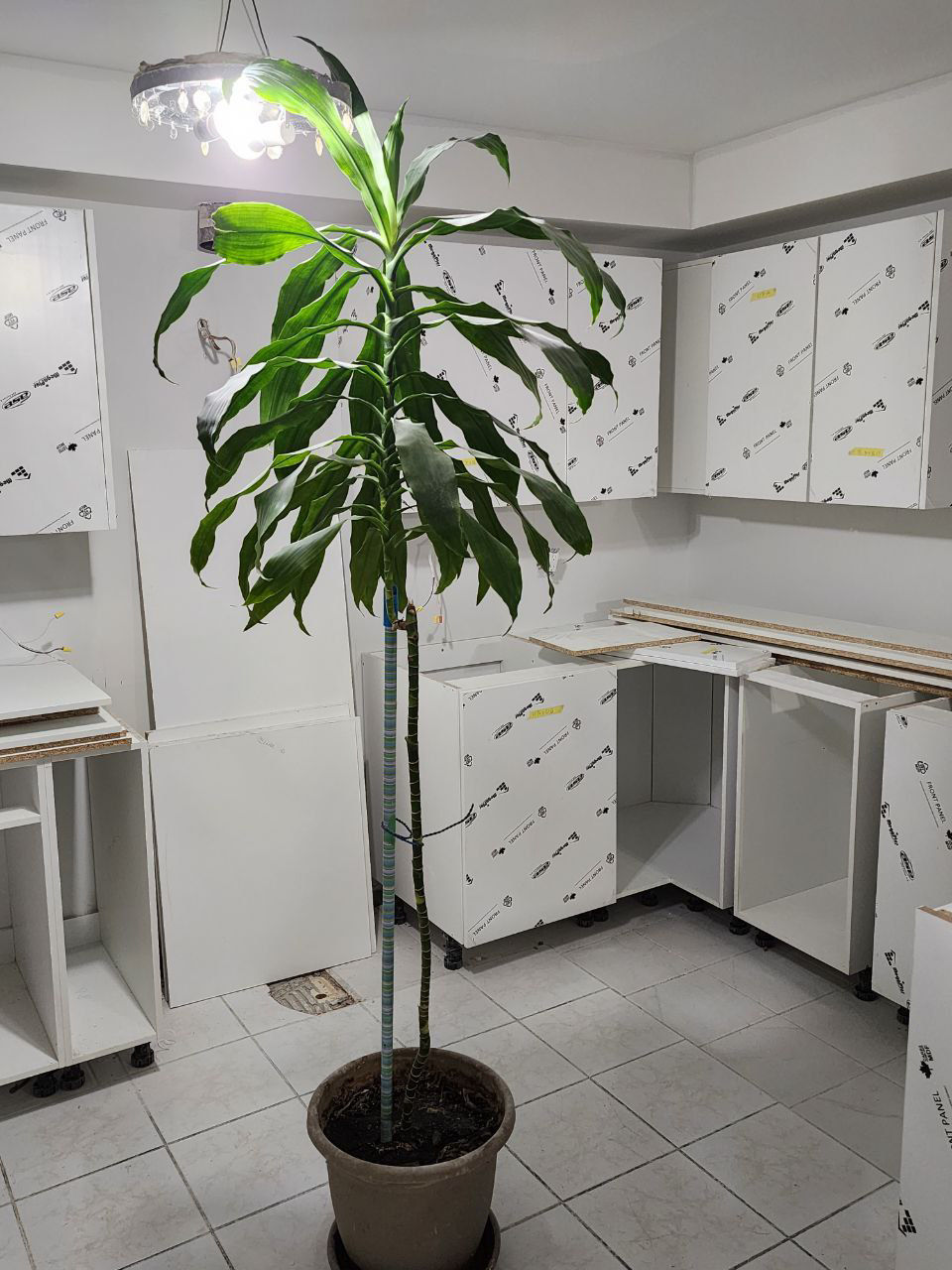 Large 8 foot houseplant office Dracaena Fragrans Corn plant - photo 2