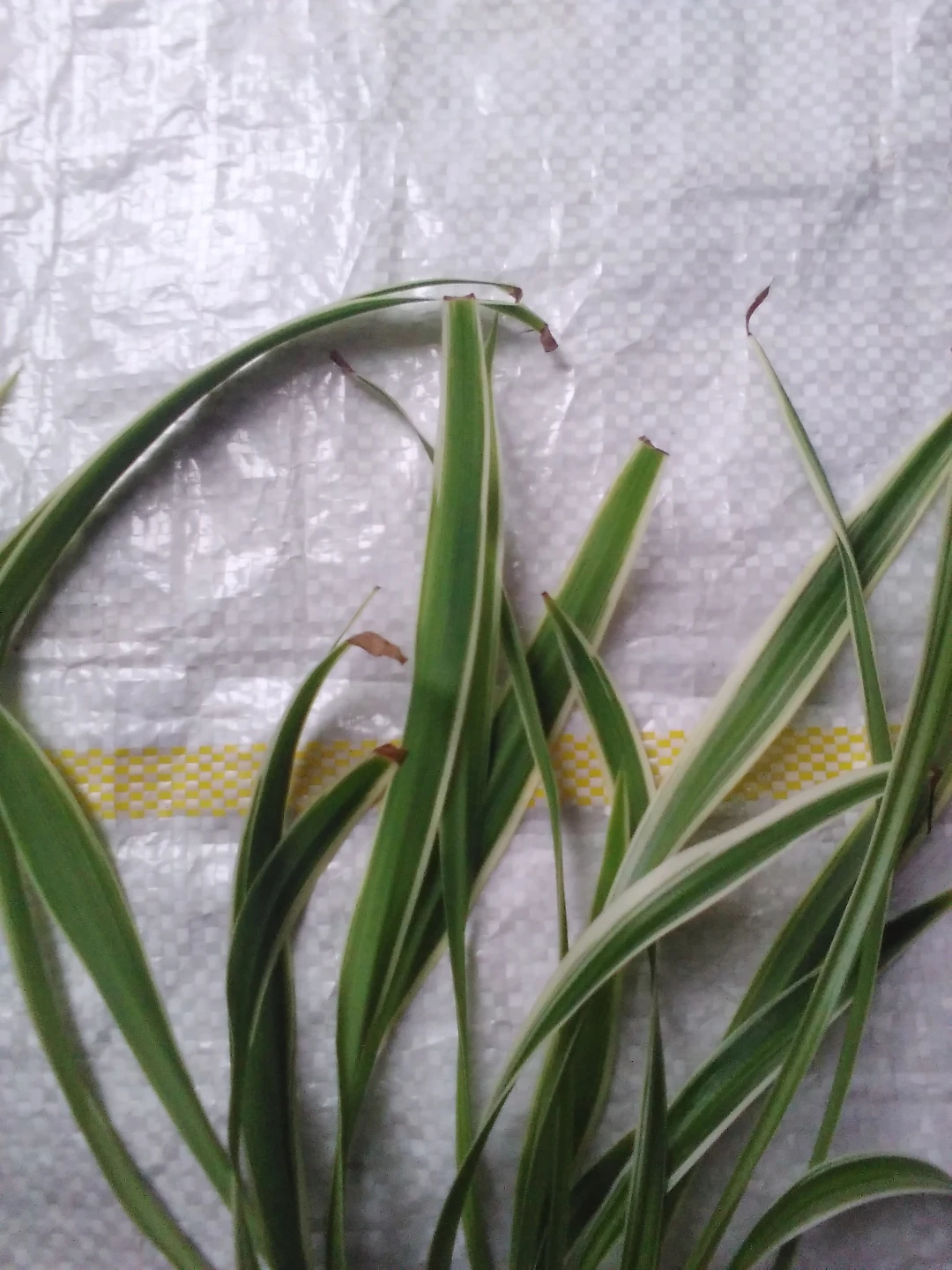 Spider plant cuttings - photo 2