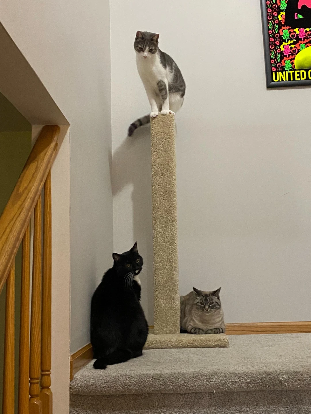 Cat Scratching Post