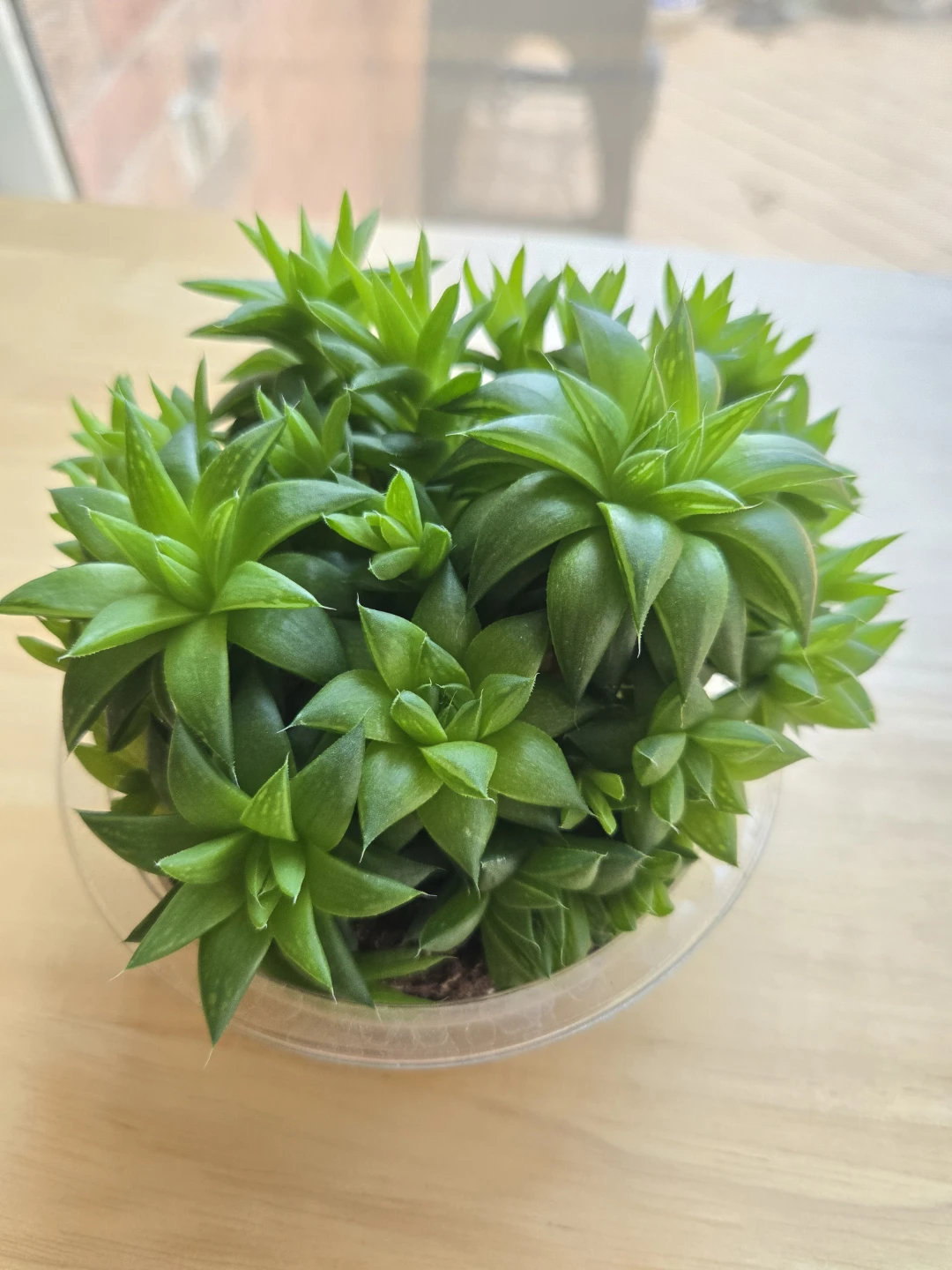 Green Succulent Plant 🥕